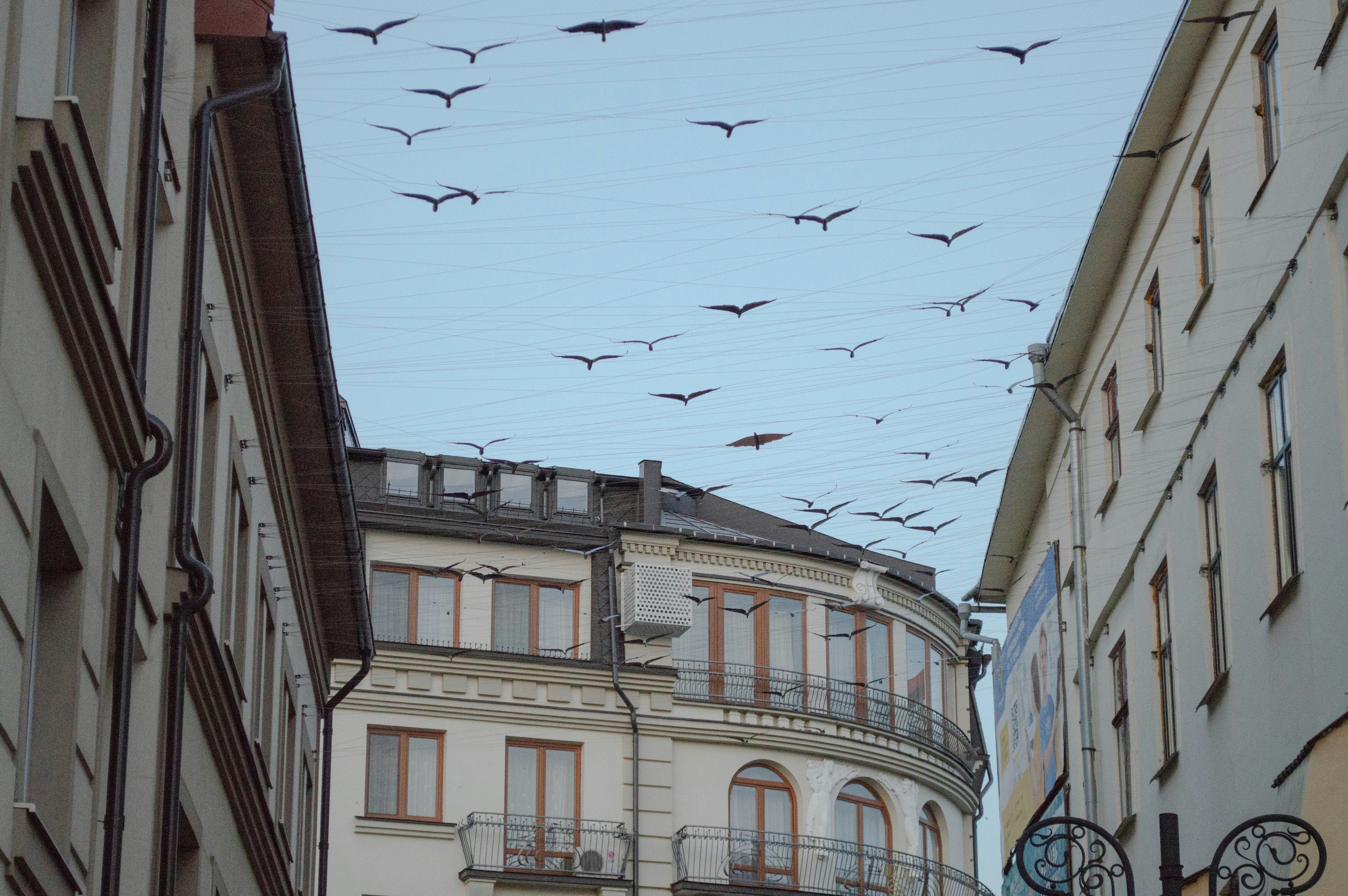 A flock of birds flying over a city street