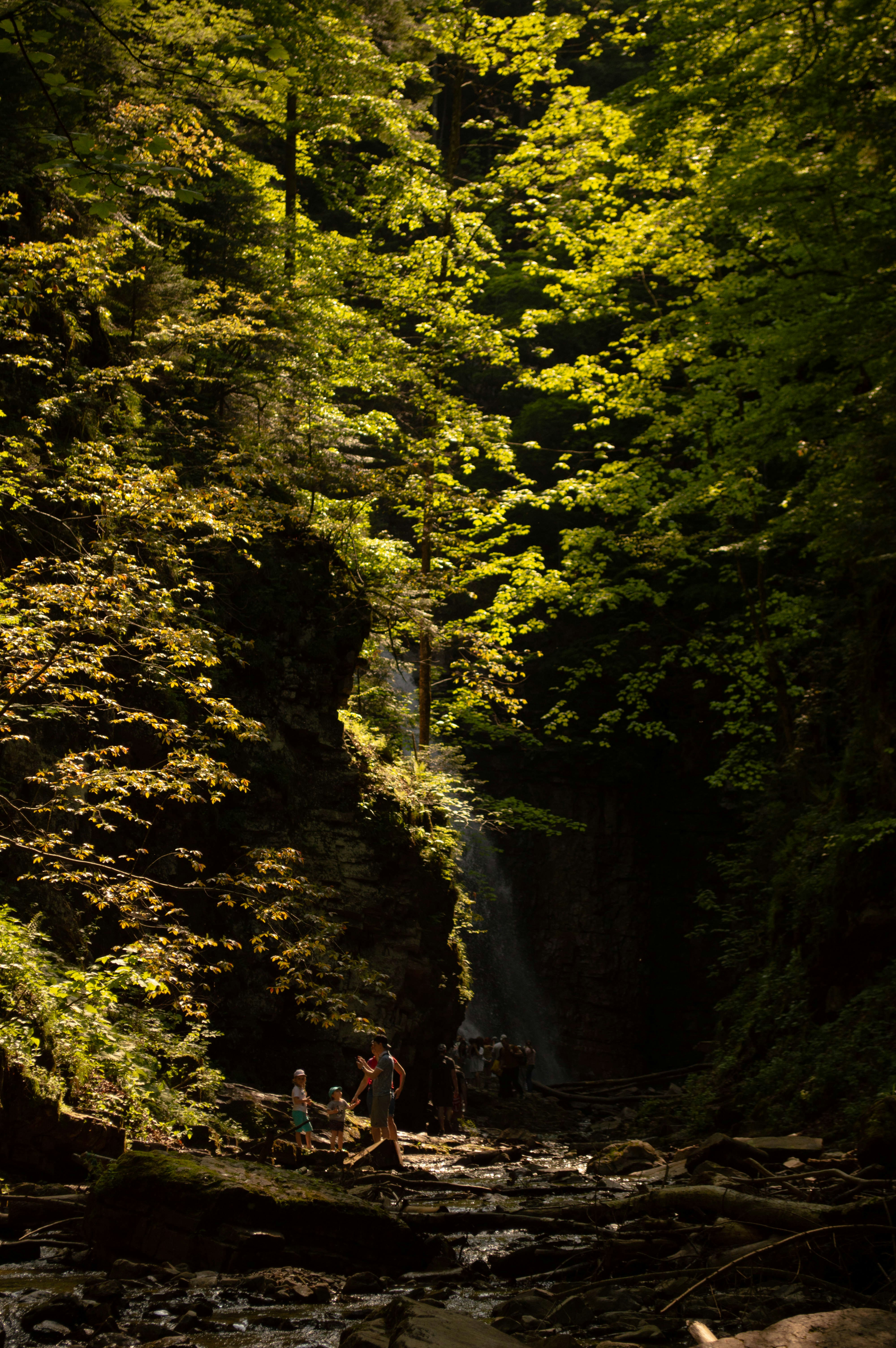 A stream running through a lush green forest