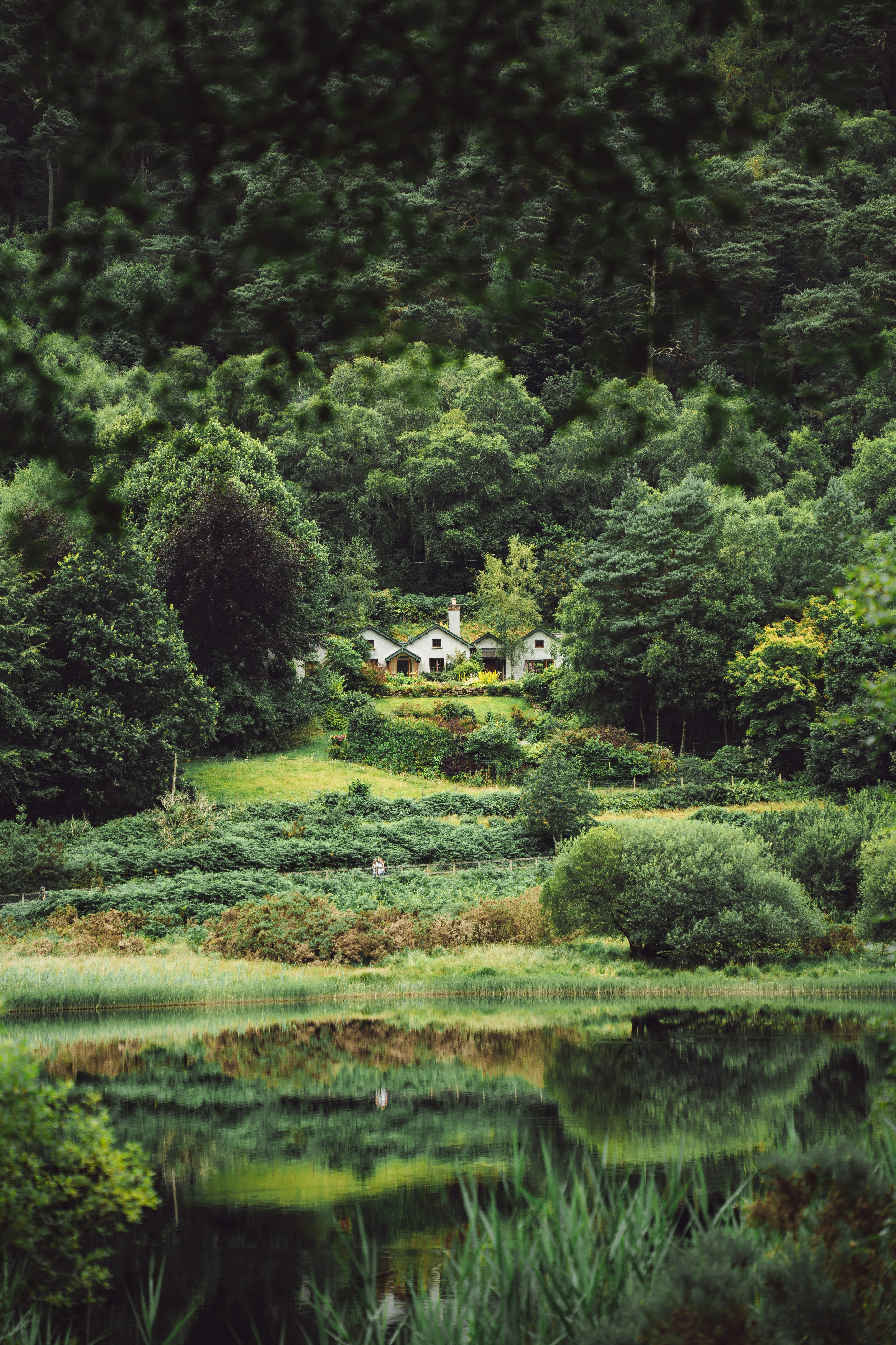 A lake surrounded by lush green trees in the middle of a forest