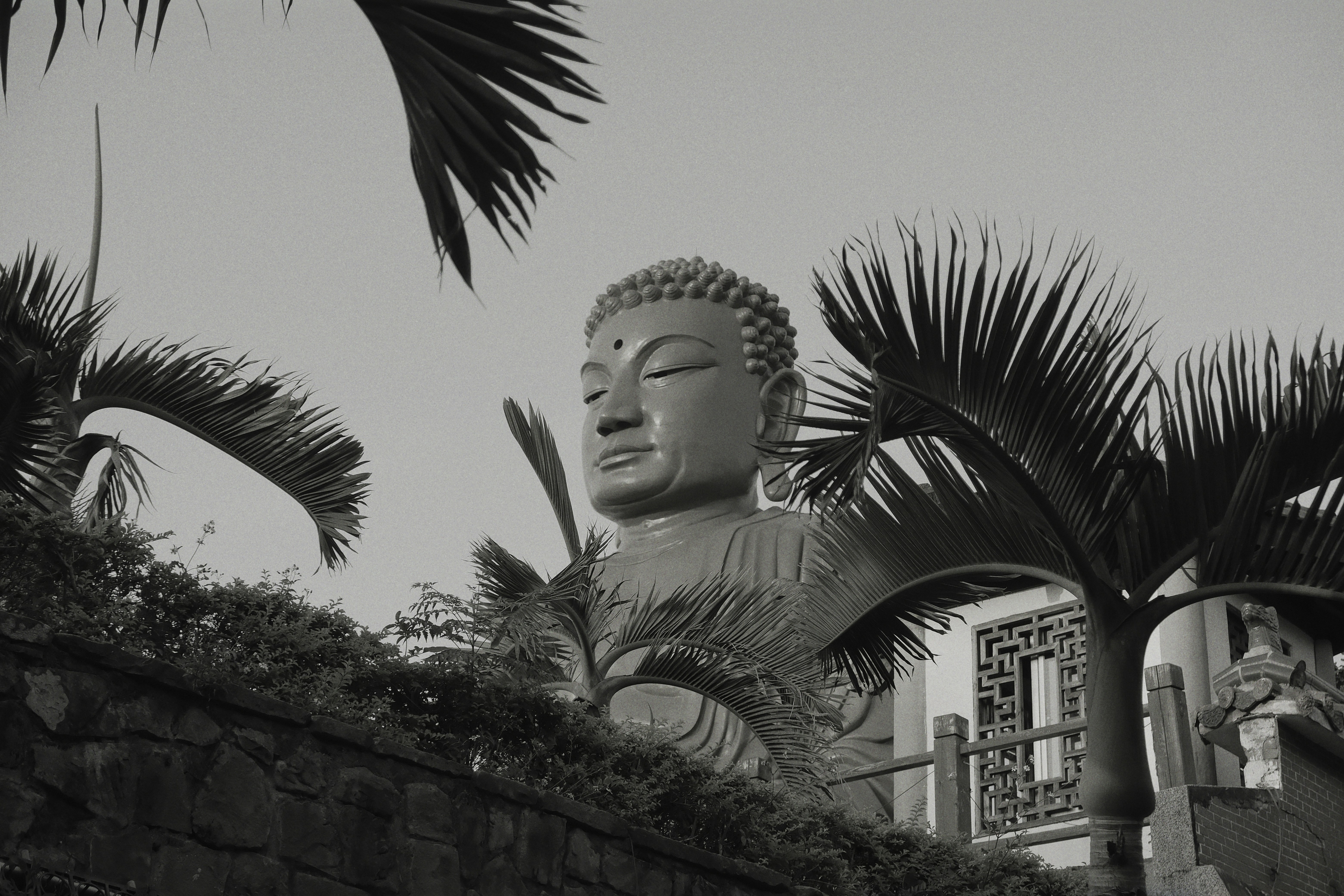 A statue of a buddha in front of a palm tree