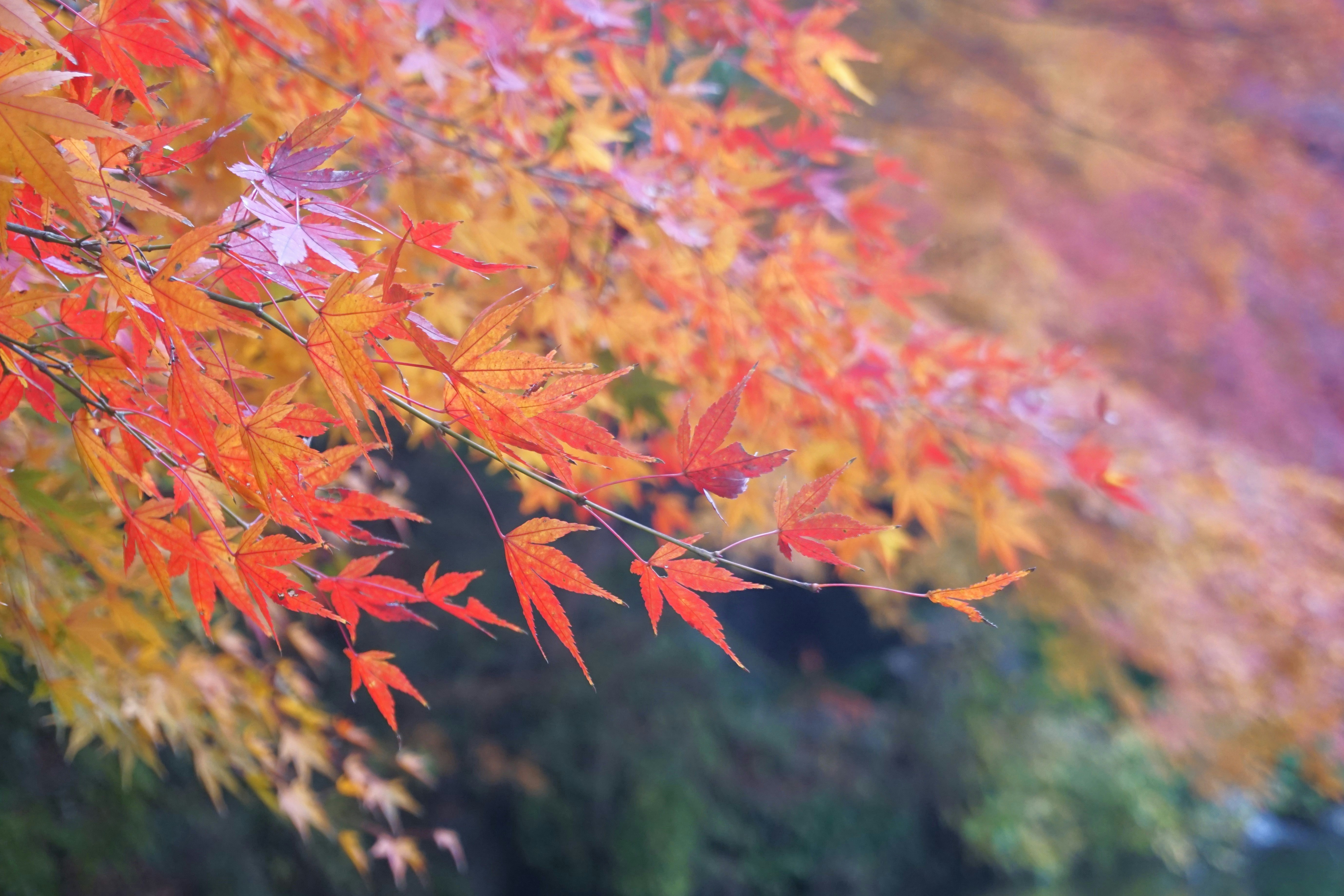 Photo by syadzasalsabyla