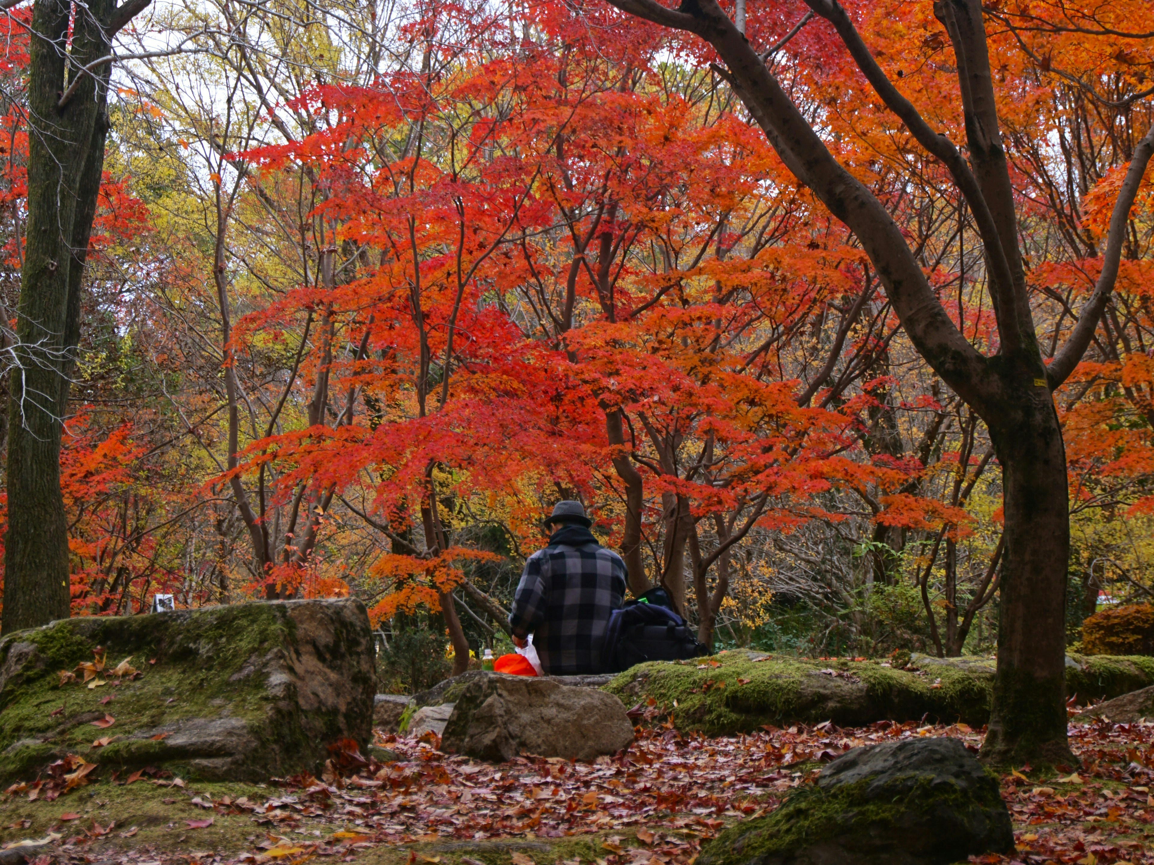 hidden hiking trail, rural adventure, local Japanese food