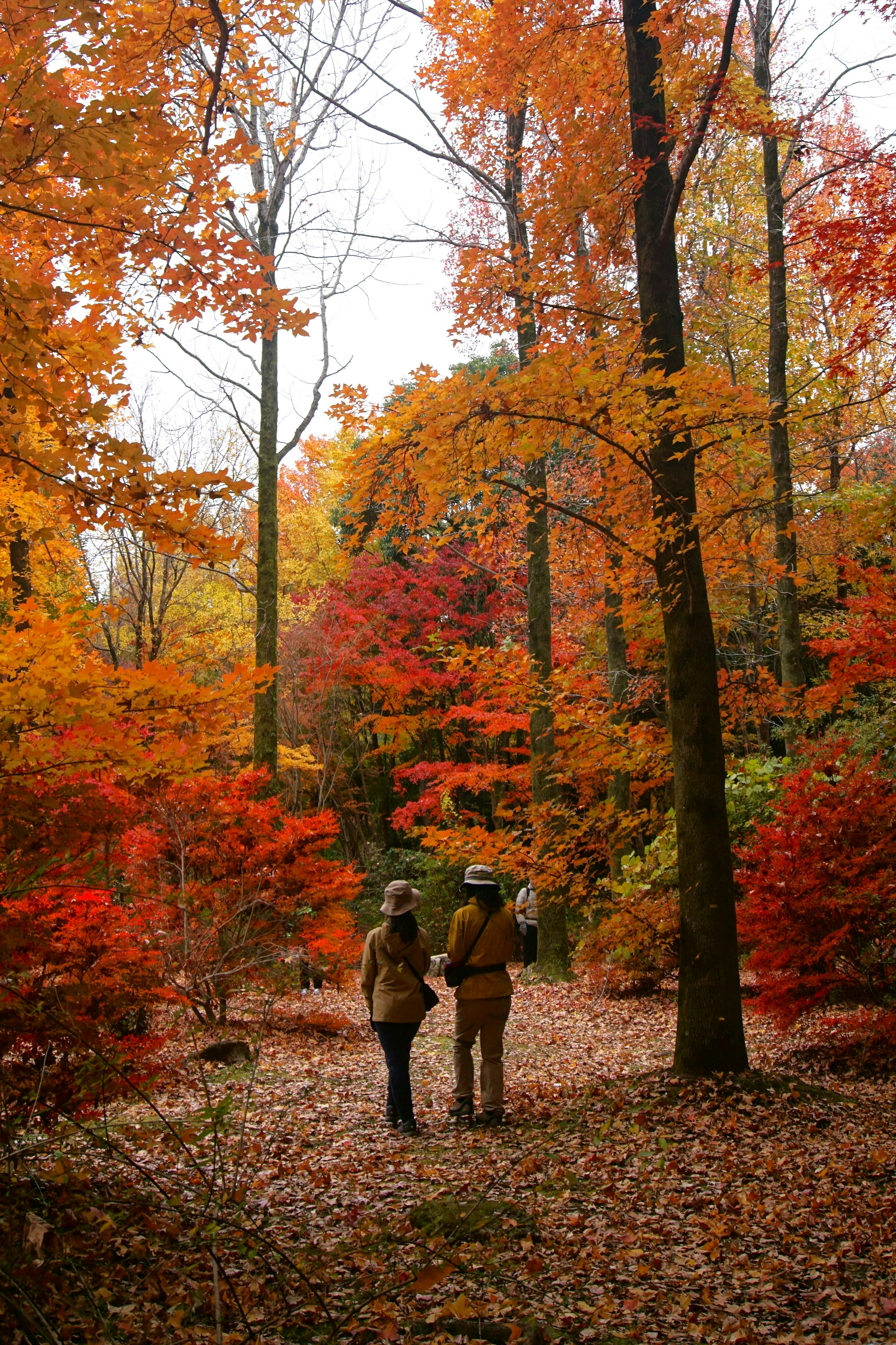 Una coppia di persone che camminano attraverso una foresta piena di alberi