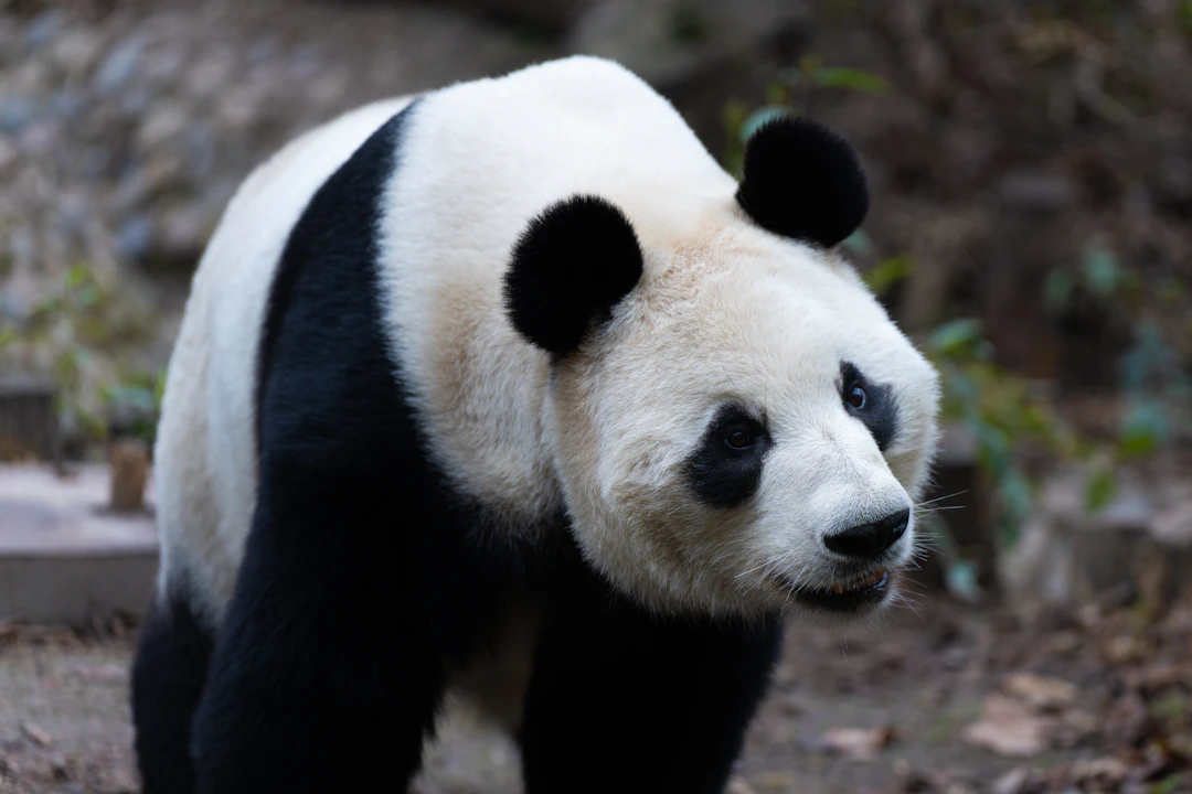 4-Day Family Friendly Chengdu Itinerary & Travel Guide