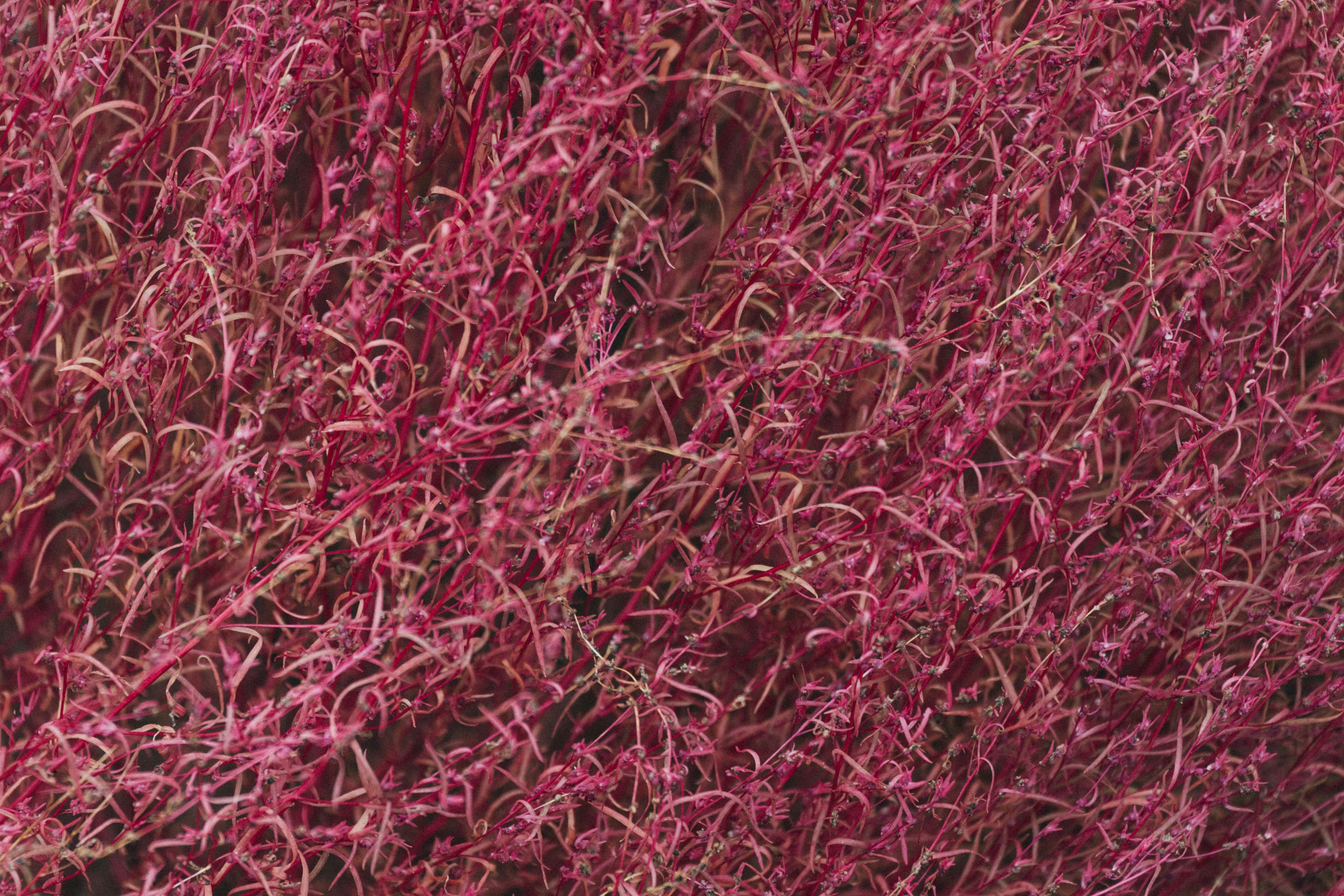 Photo by tsuyoshikozu