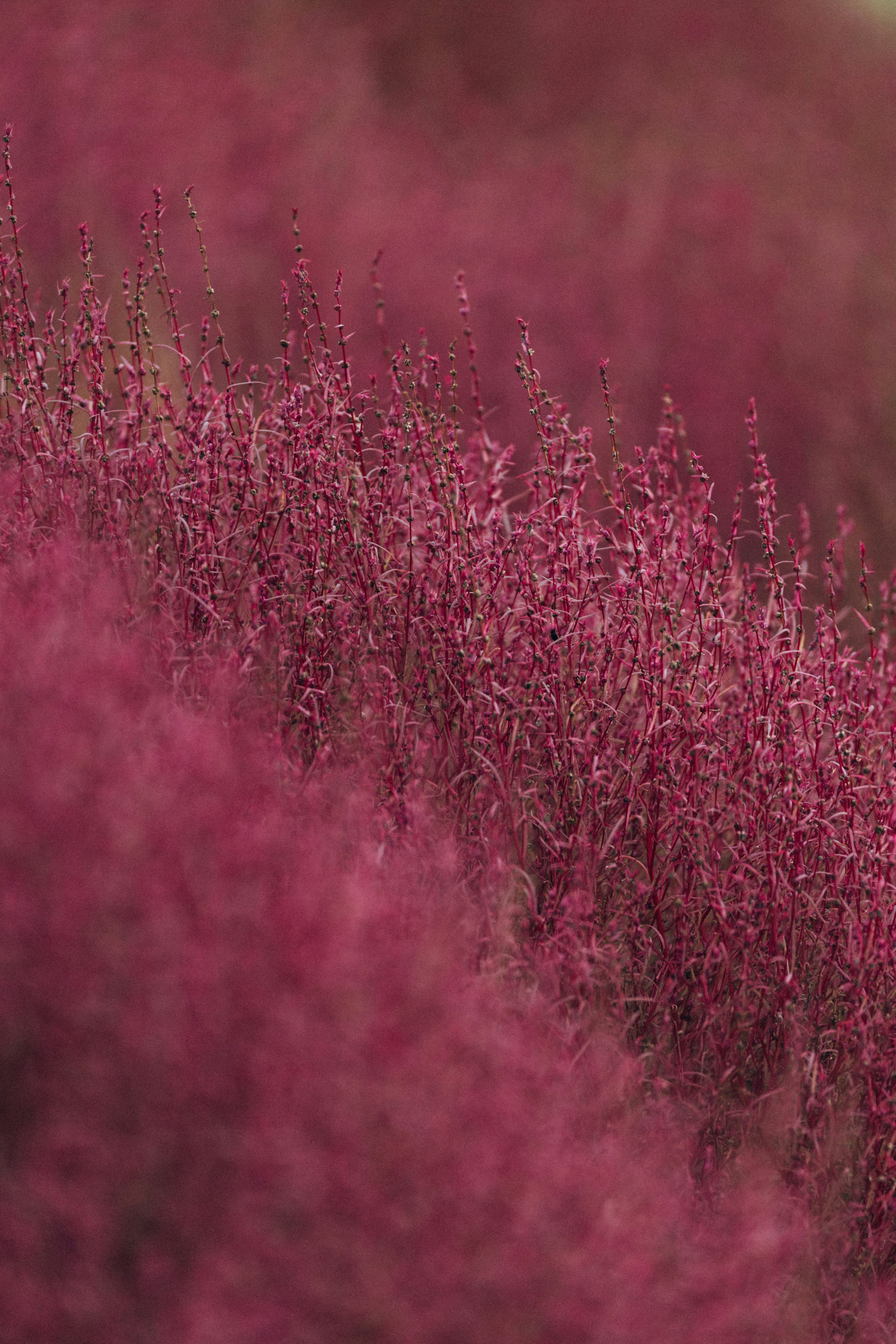 Photo by tsuyoshikozu