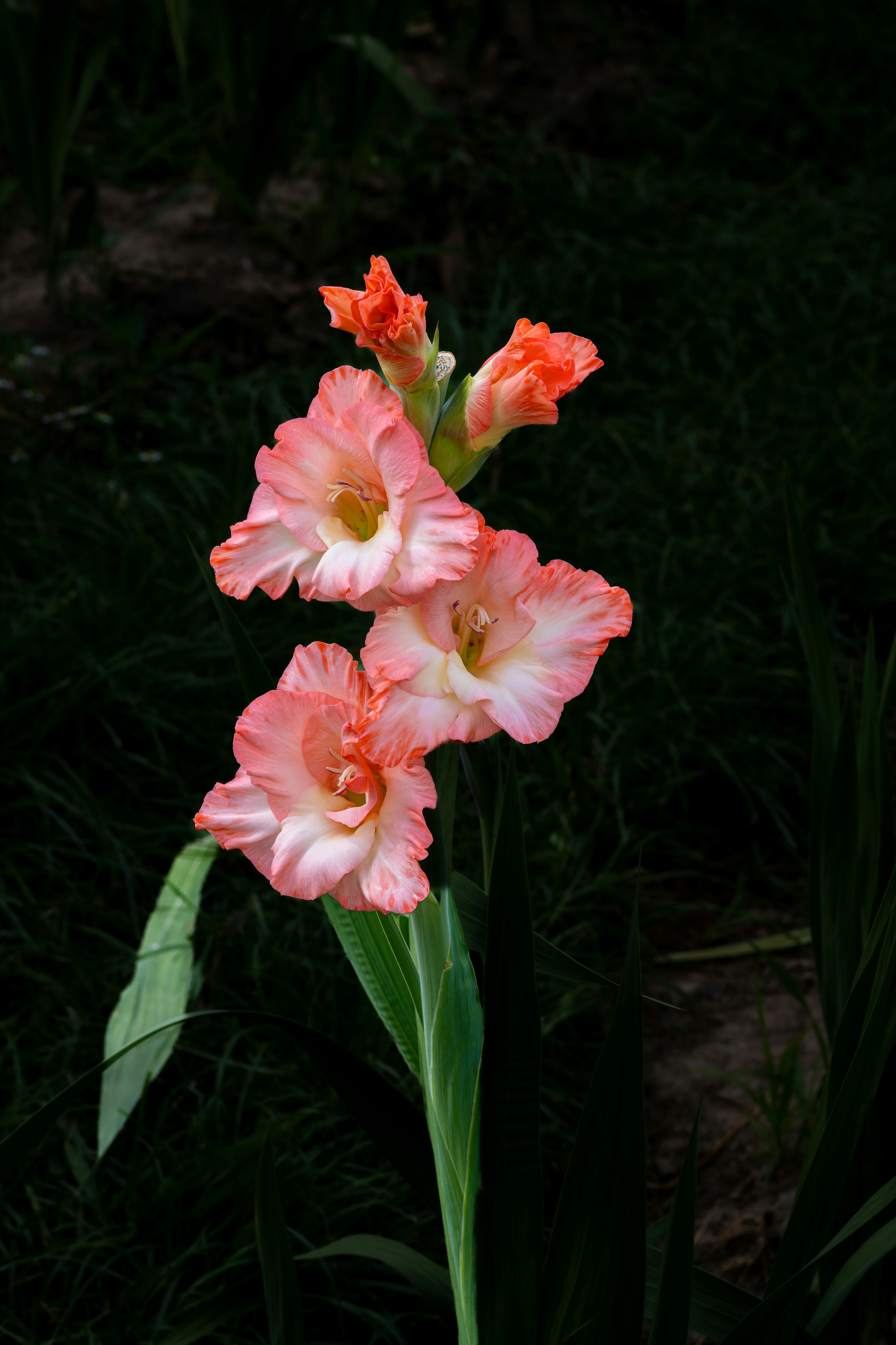 Ein paar rosa Blumen sitzen auf einer saftig grünen Wiese