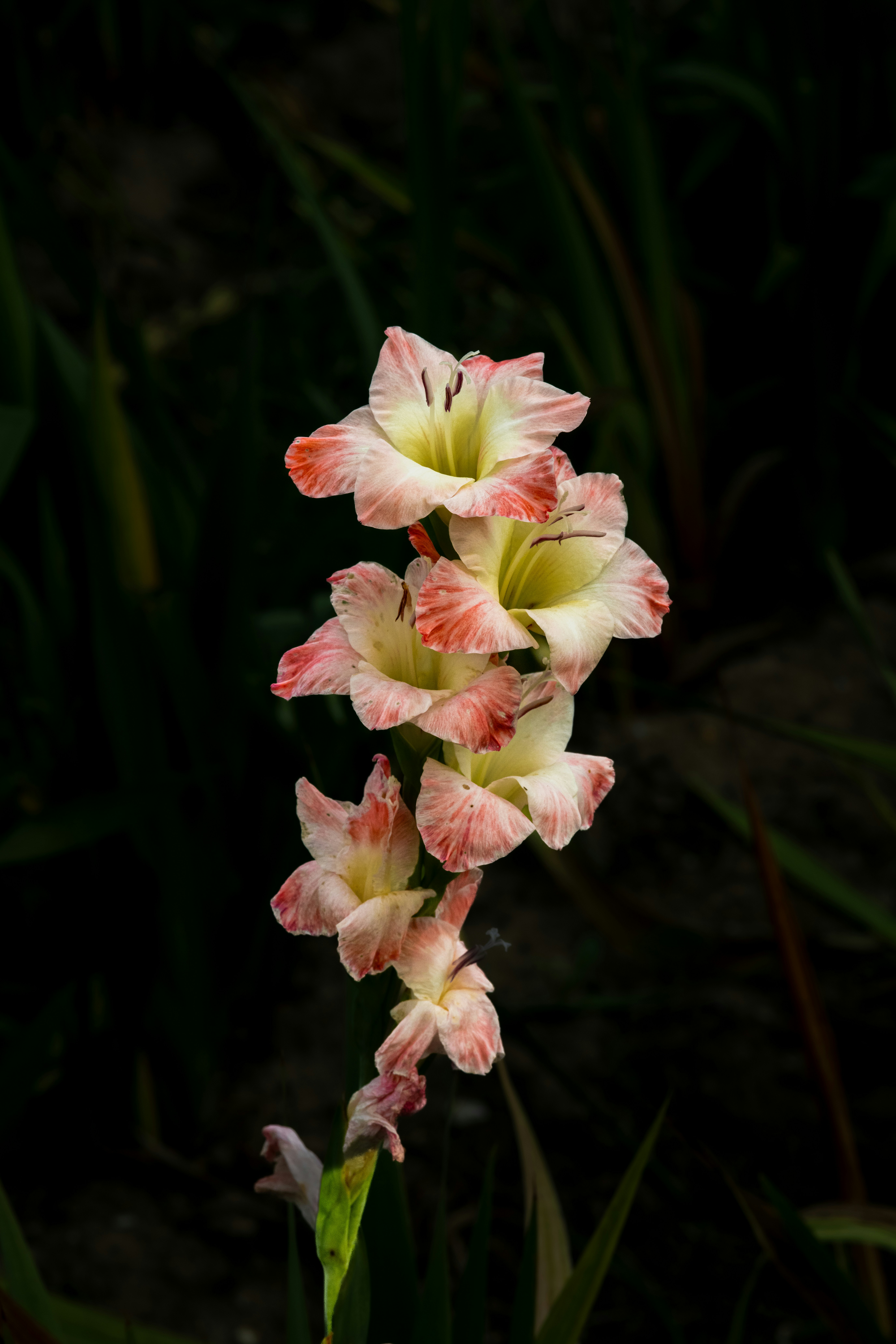 Eine rosa-weiße Blüte mit grünen Blättern