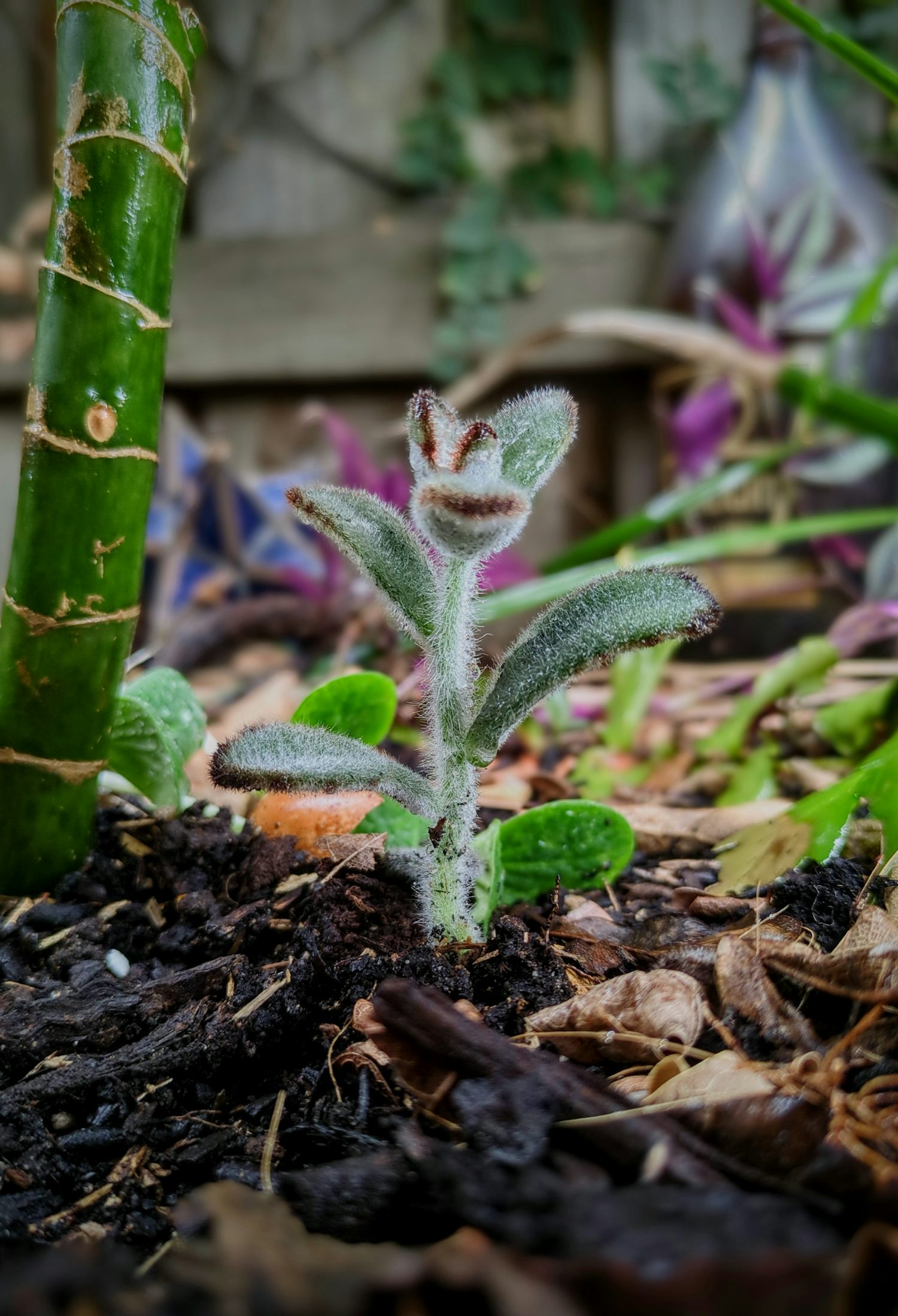 A close up of a little plant with a very fuzzy coat. On the ground is some dark mulchy dirt and in the background are some blurred plants.