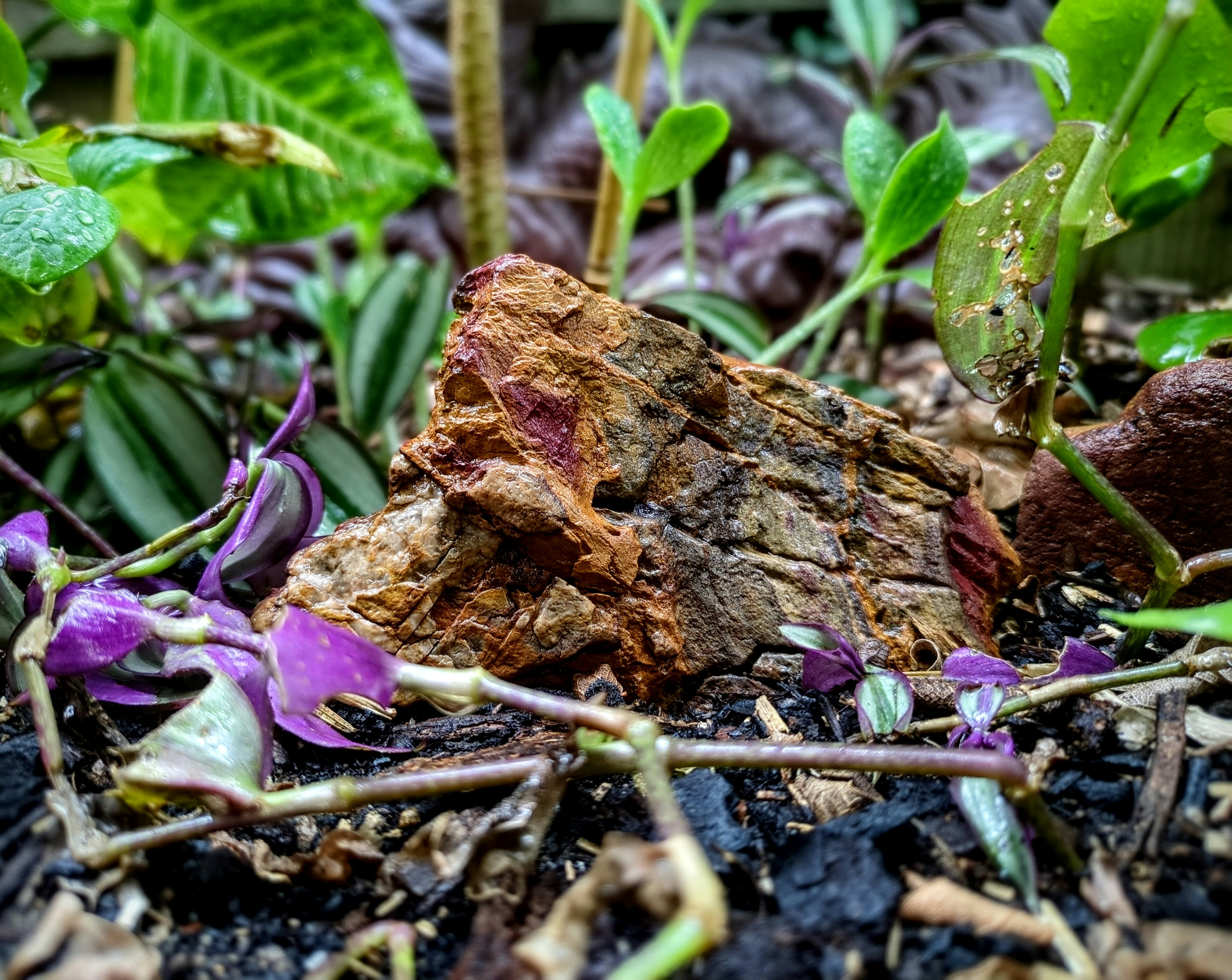 A close up of a small, wet rock. There are patches of different colours including a purply-red, orange, white, yellow, and various greys. It is sitting in black dirt, and there are various plants around it. The plants in front of it have pink leaves, and the ones behind it back have green leaves.