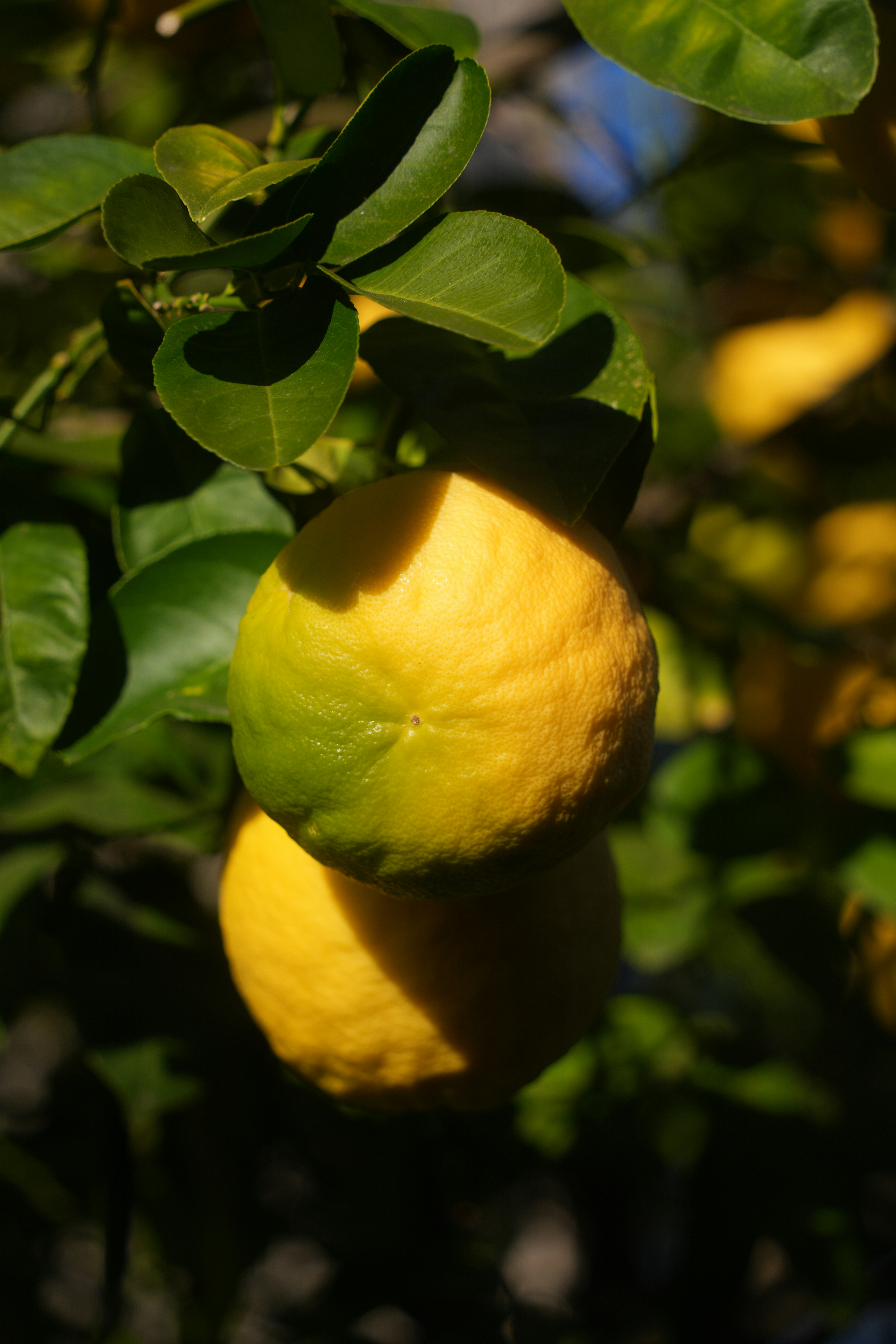 Photo by diadesigner