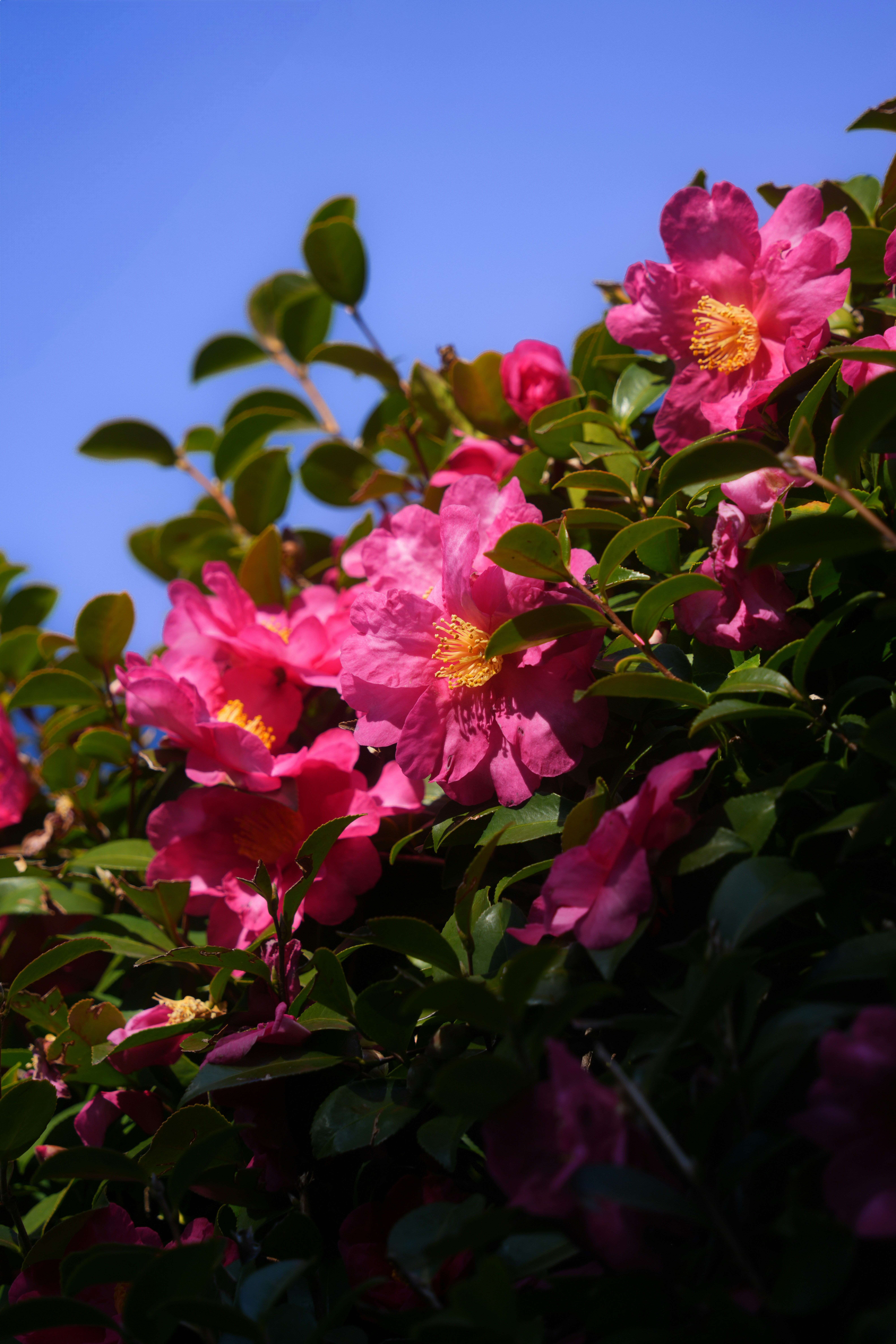 Photo by diadesigner