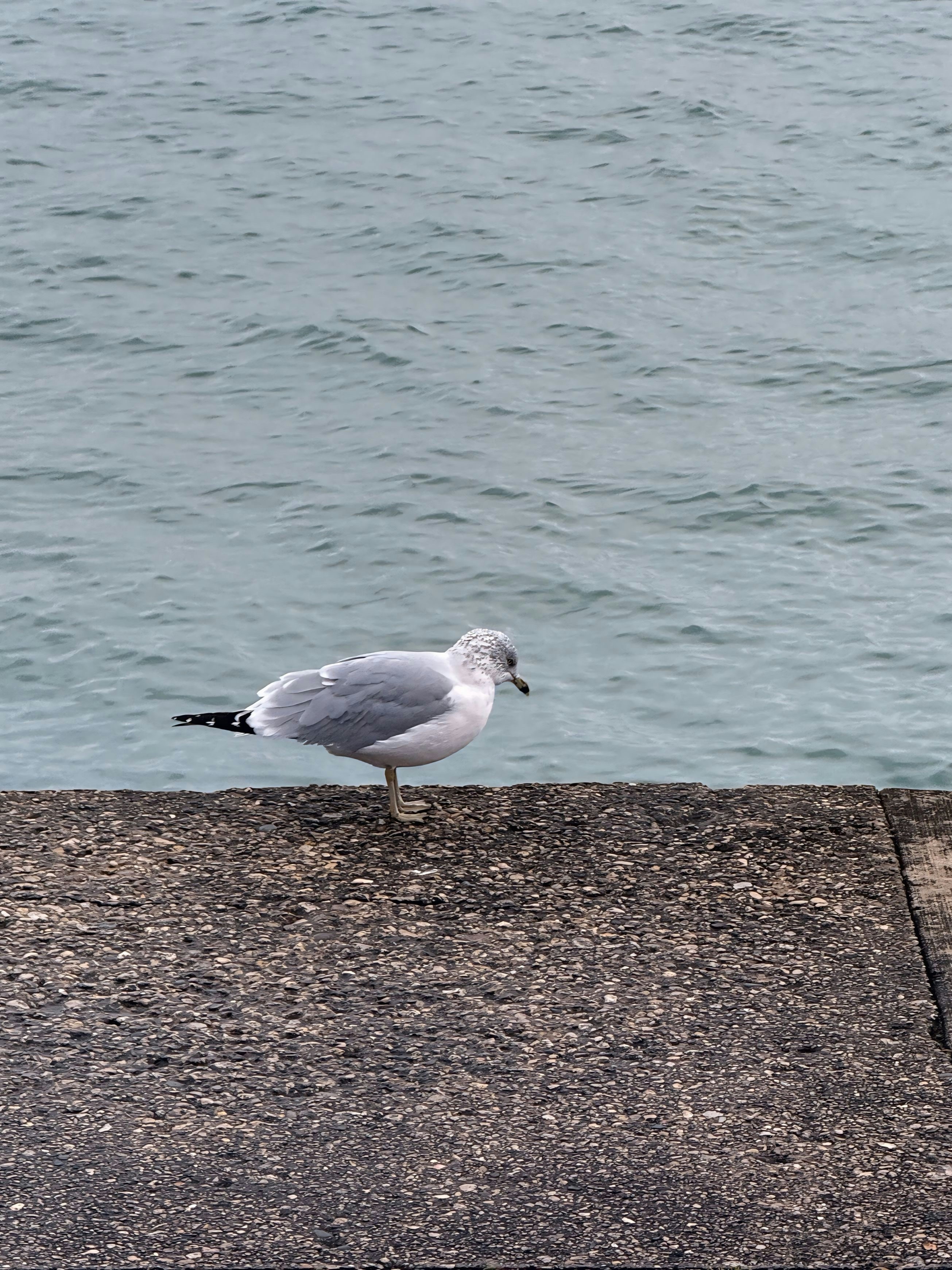 A seagull standing on the edge of a pier