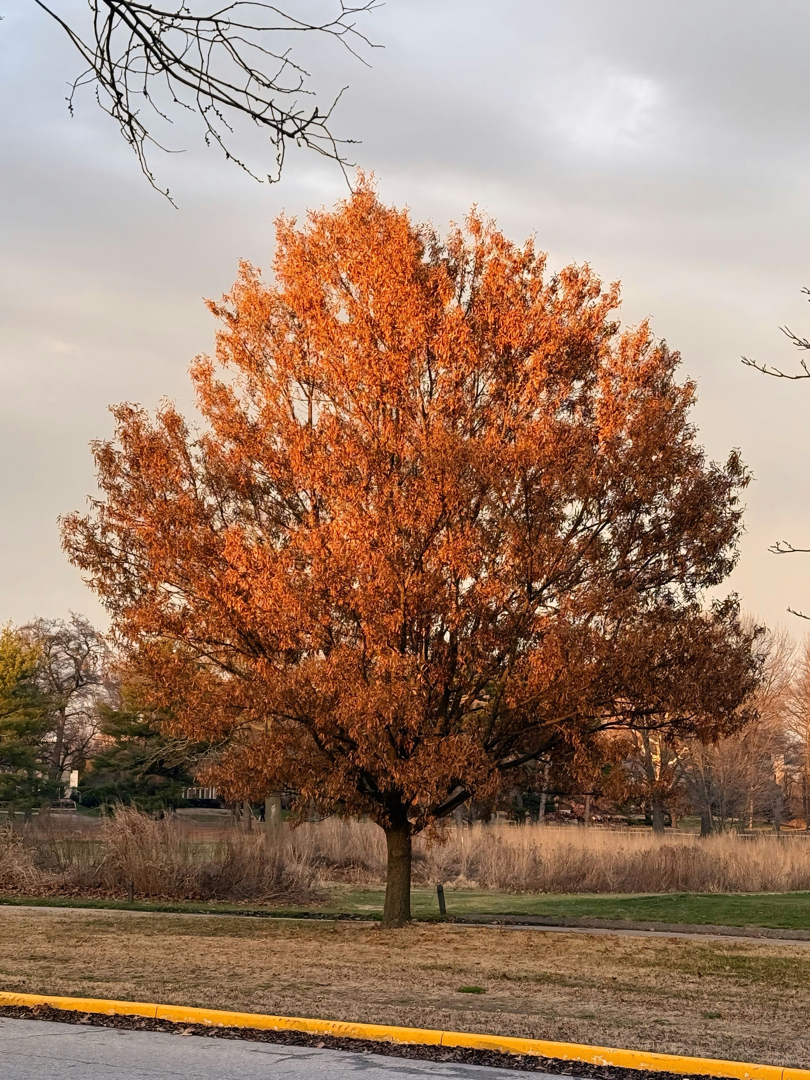 A tree with orange leaves in a park