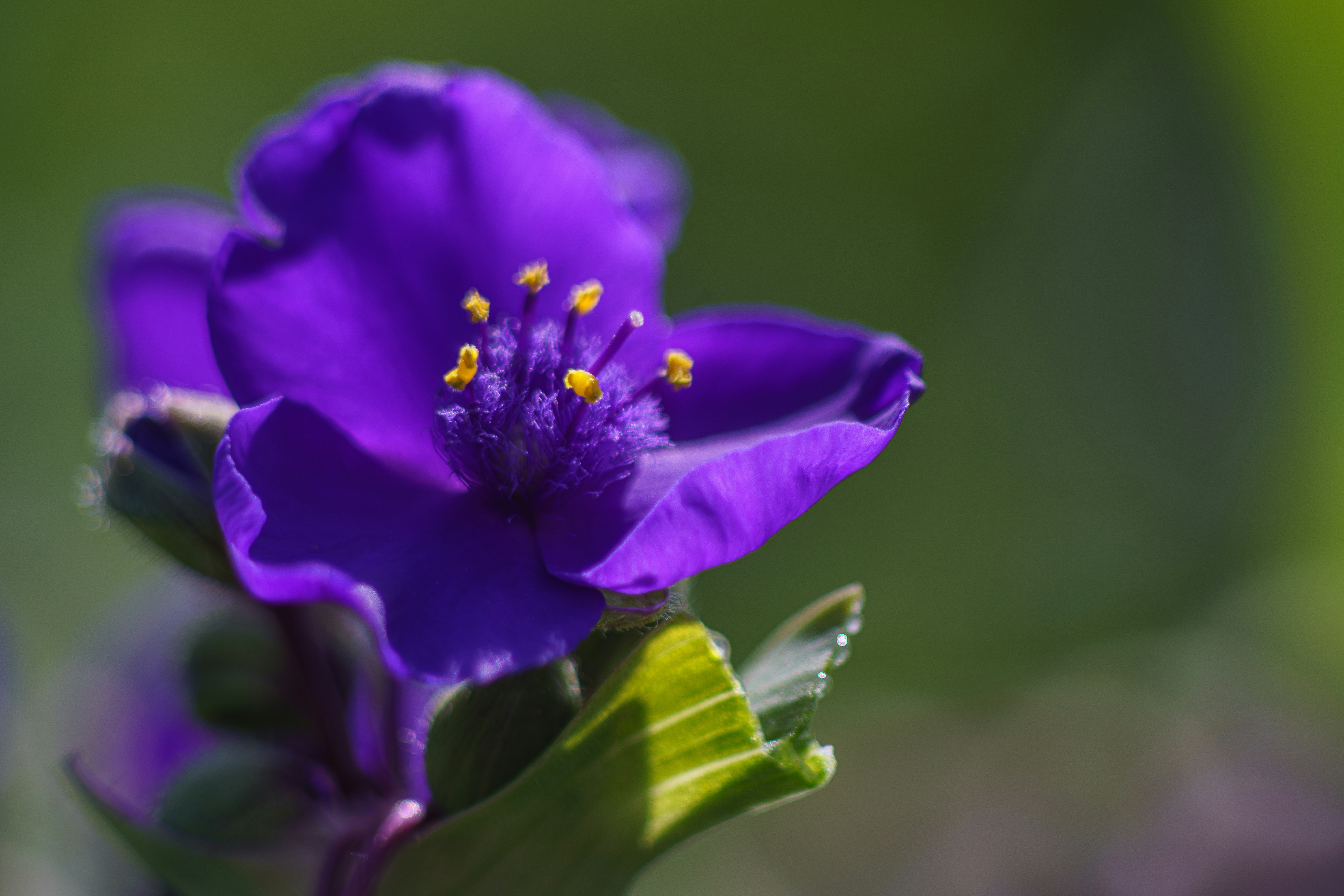 A close up of a purple flower with a green stem photo – Free Flowers ...