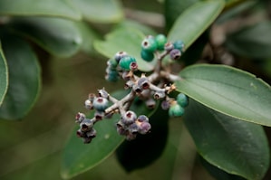 A close up of a flower on a tree