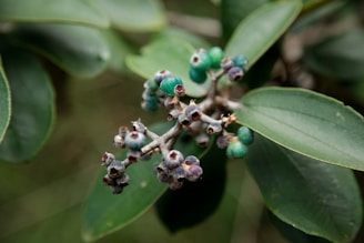 A close up of a flower on a tree