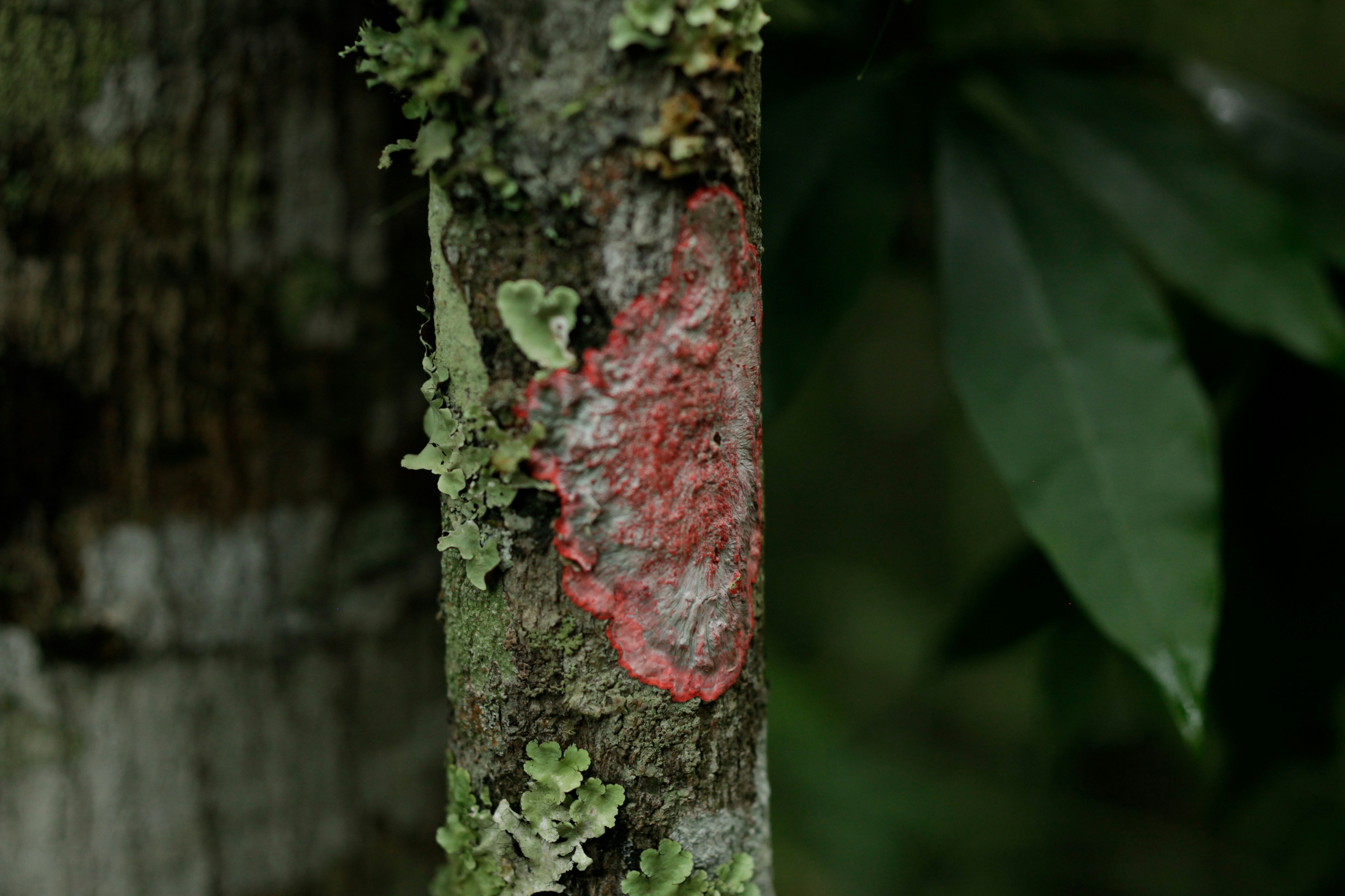 A close up of a tree with moss growing on it
