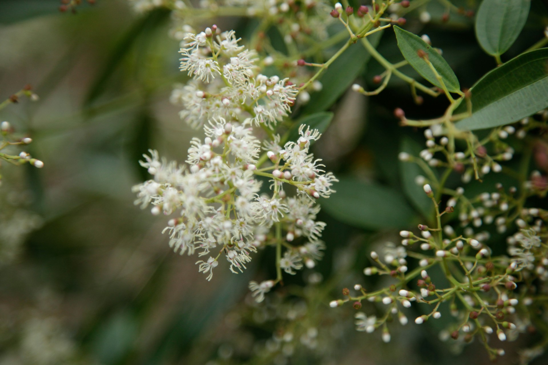 A close up of a bunch of white flowers