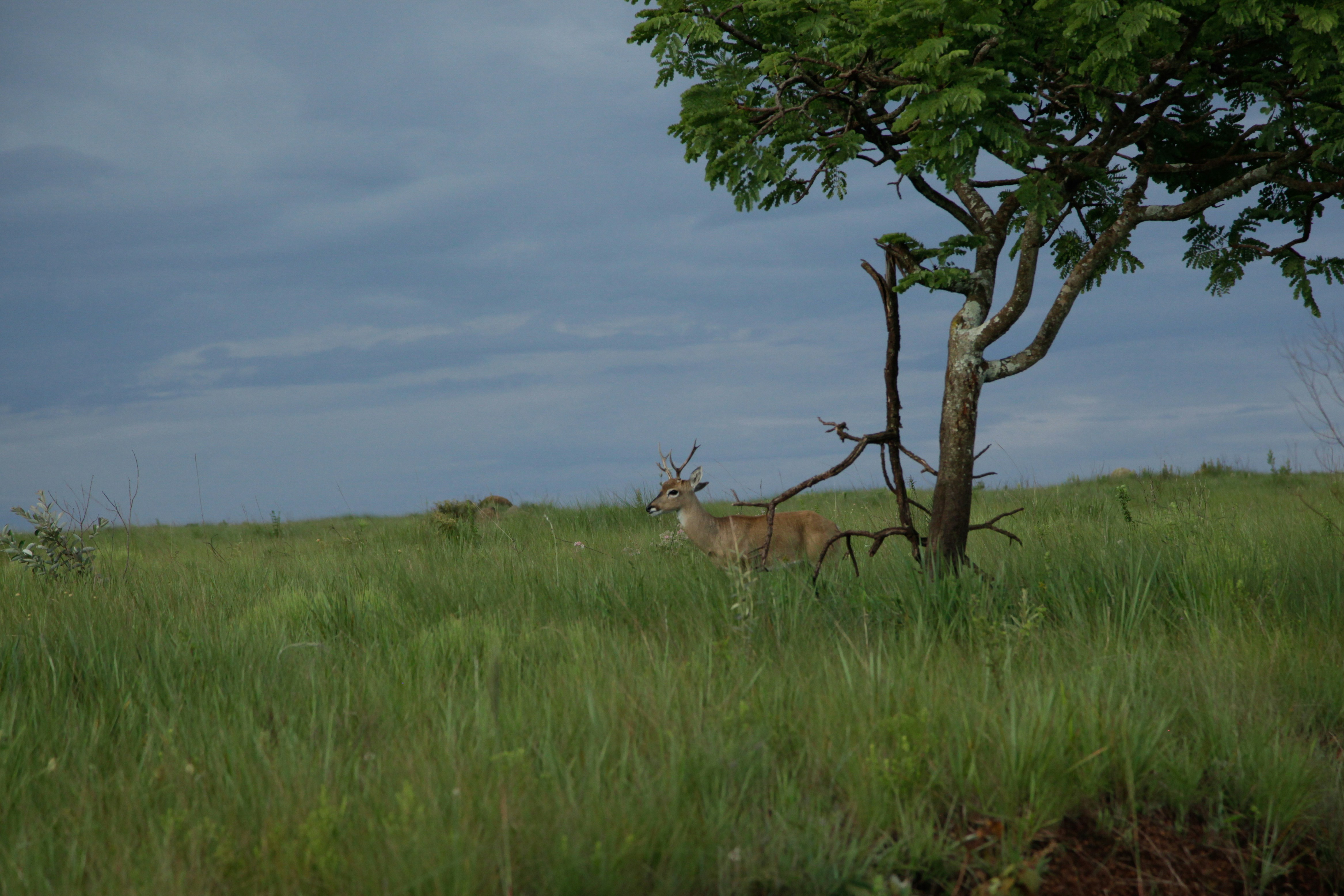 veado-campeiro na Serra da Canastra.