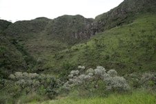 A lush green hillside covered in lots of trees