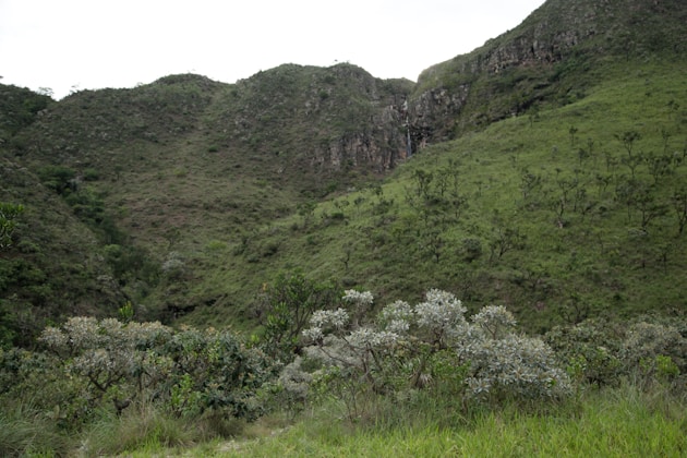 A lush green hillside covered in lots of trees
