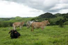 A herd of cattle standing on top of a lush green field