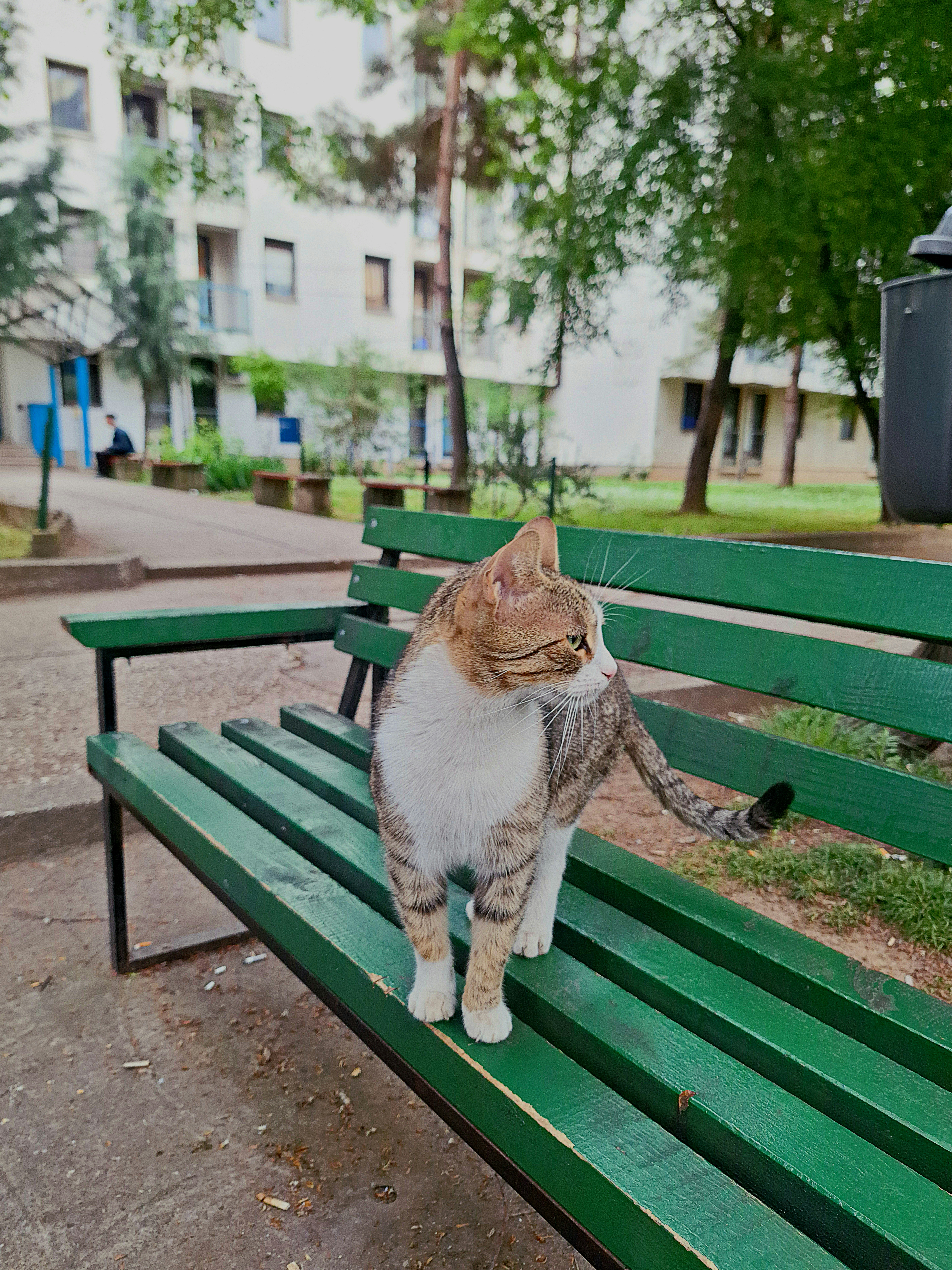 A cat sitting on a green park bench