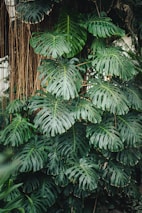A large green leafy plant next to a building