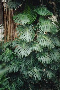 A large green leafy plant next to a building