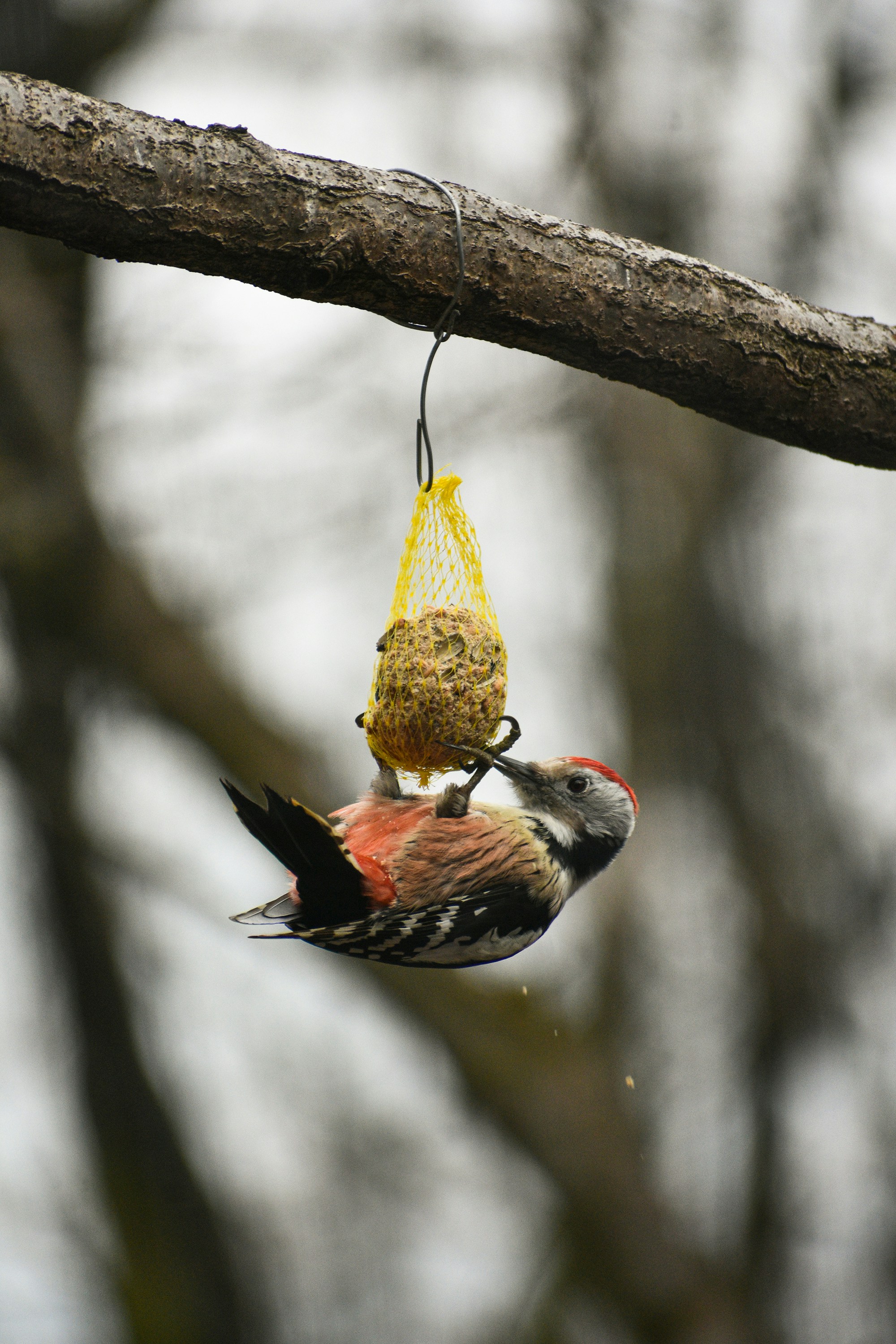A couple of birds hanging from a tree branch