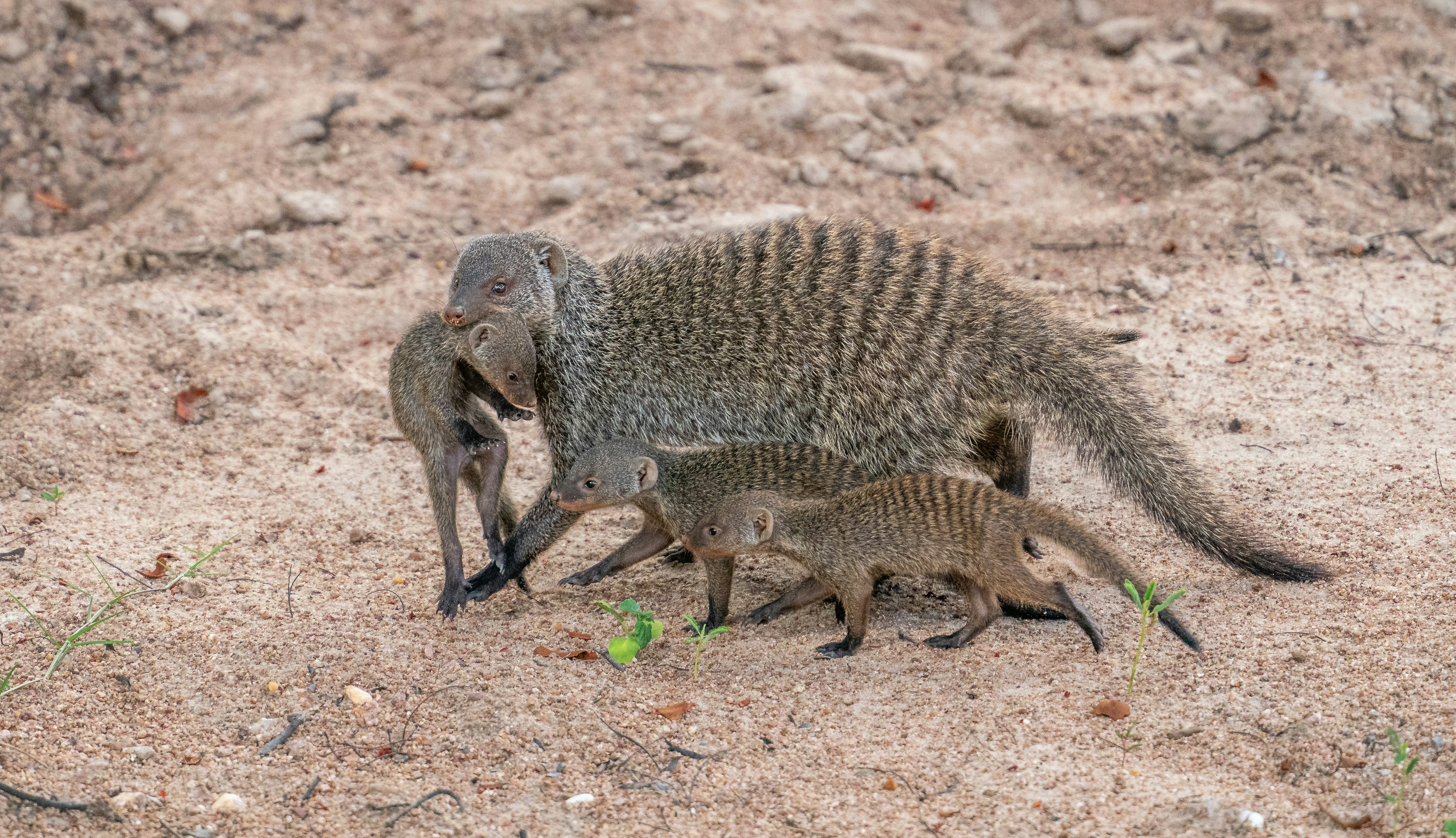 A small animal standing next to a larger animal