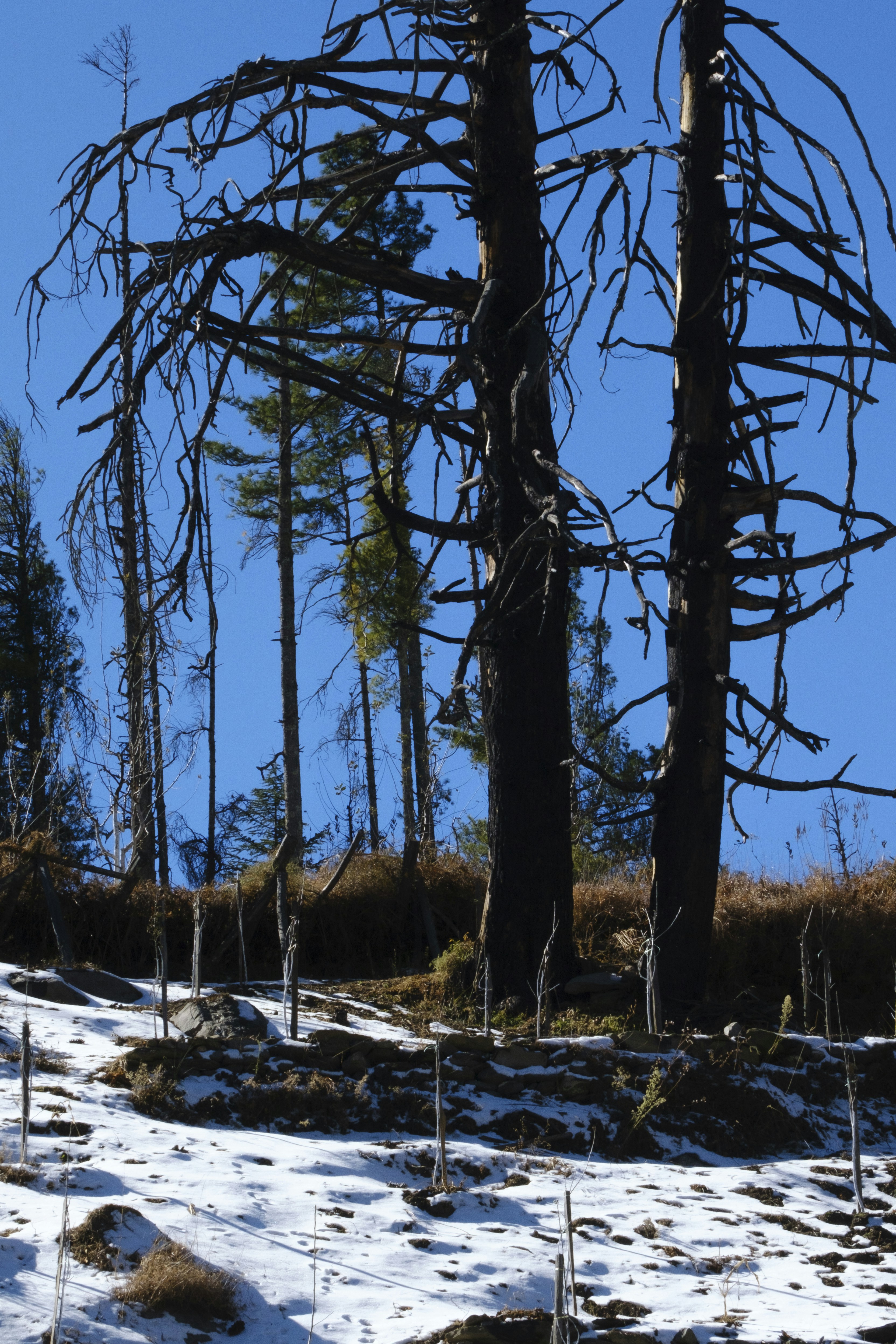 Photo by jaya14shukla