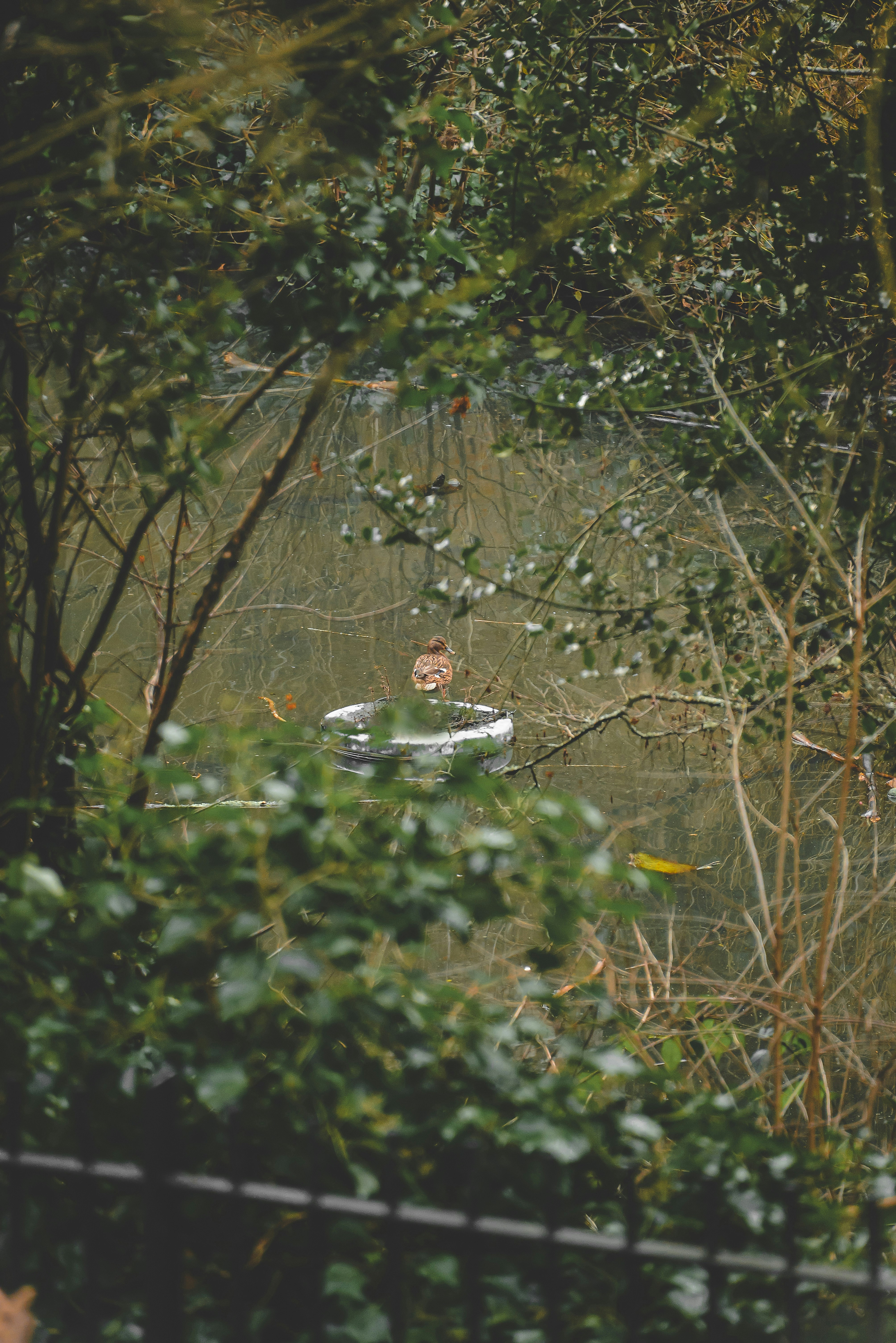 Um homem em uma piscina cercada por árvores