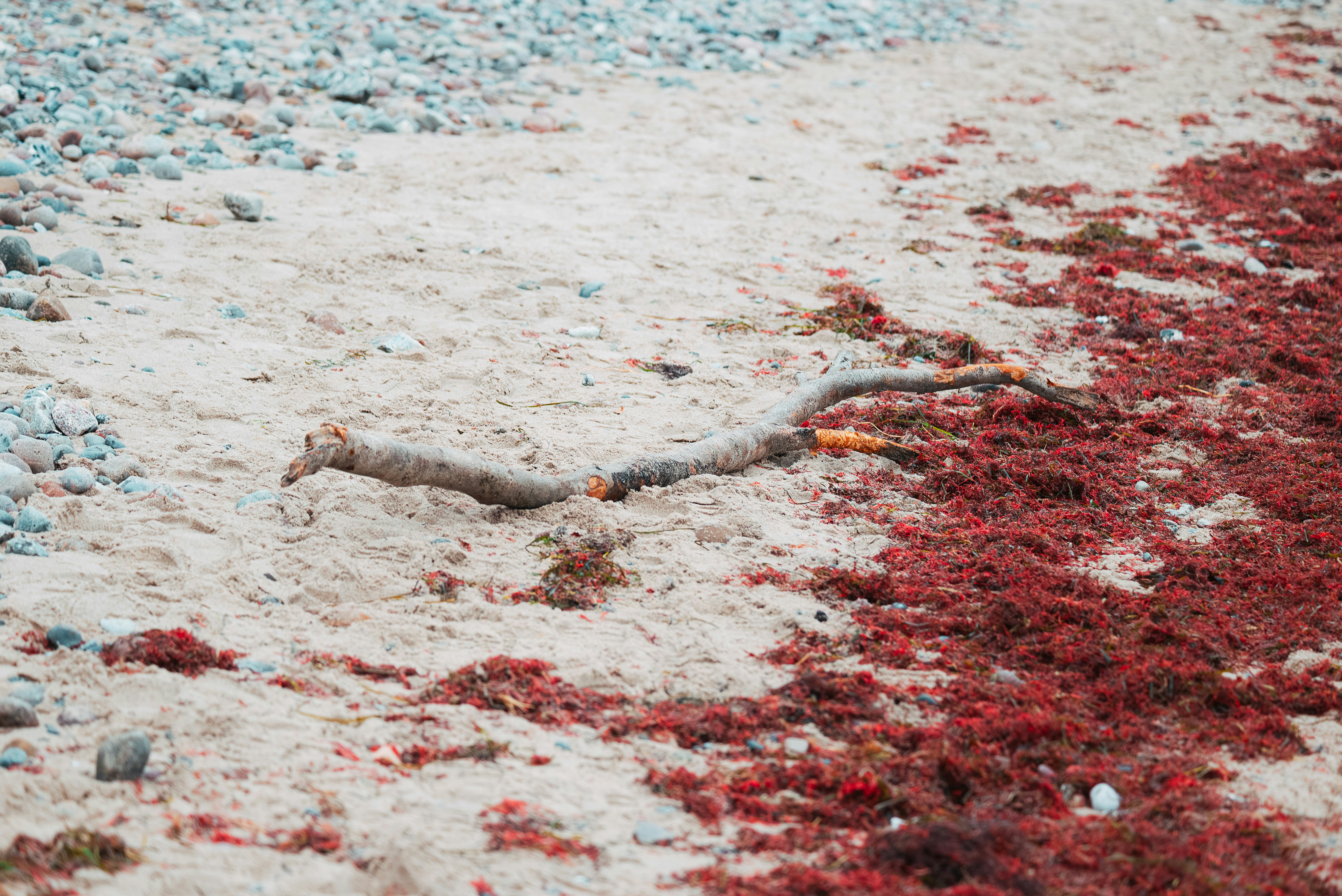 red algae wallpaper, wallpaper, 5 Manfaat Astaxanthin untuk Kulit yang Perlu Diketahui 3