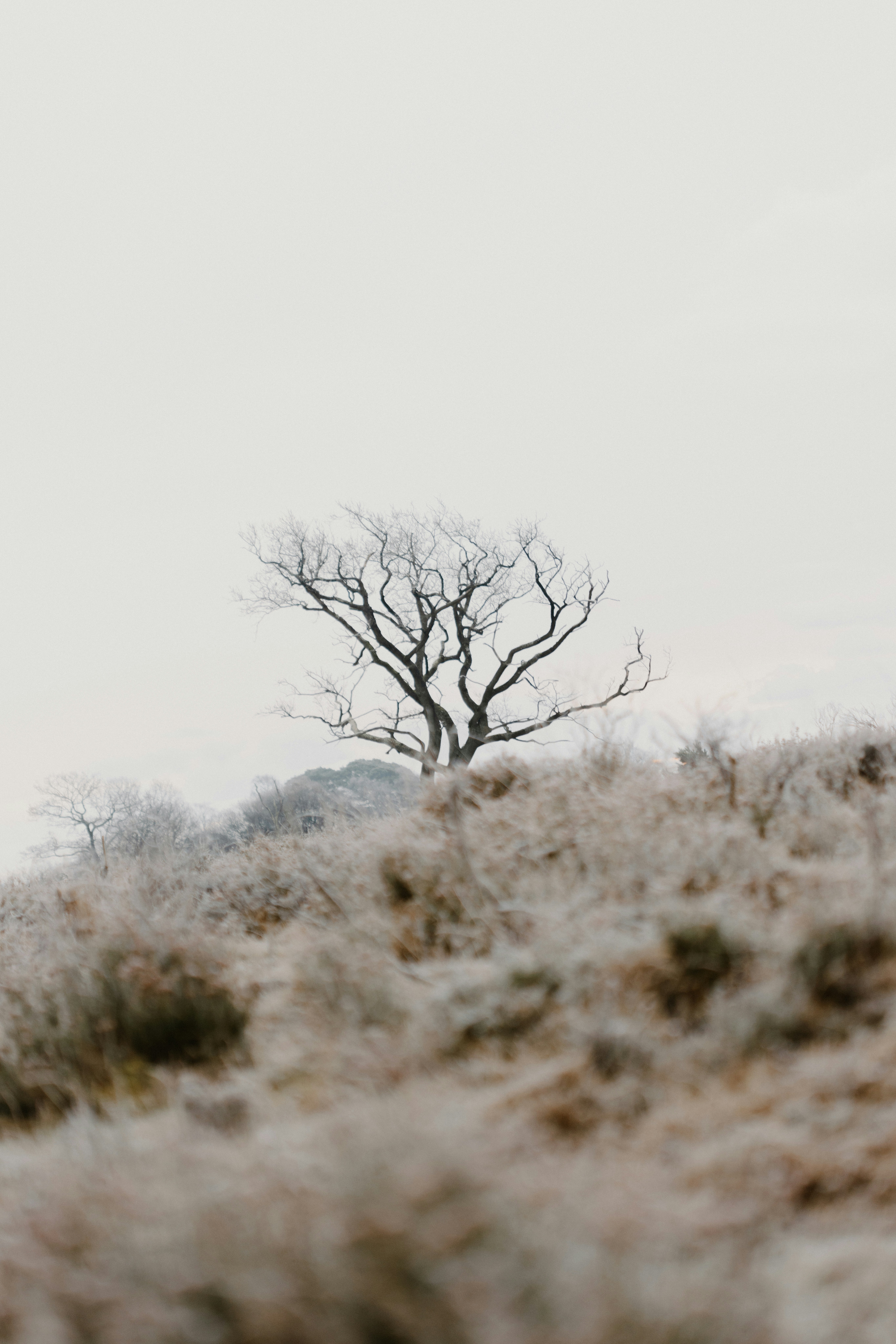 Photo by anniespratt