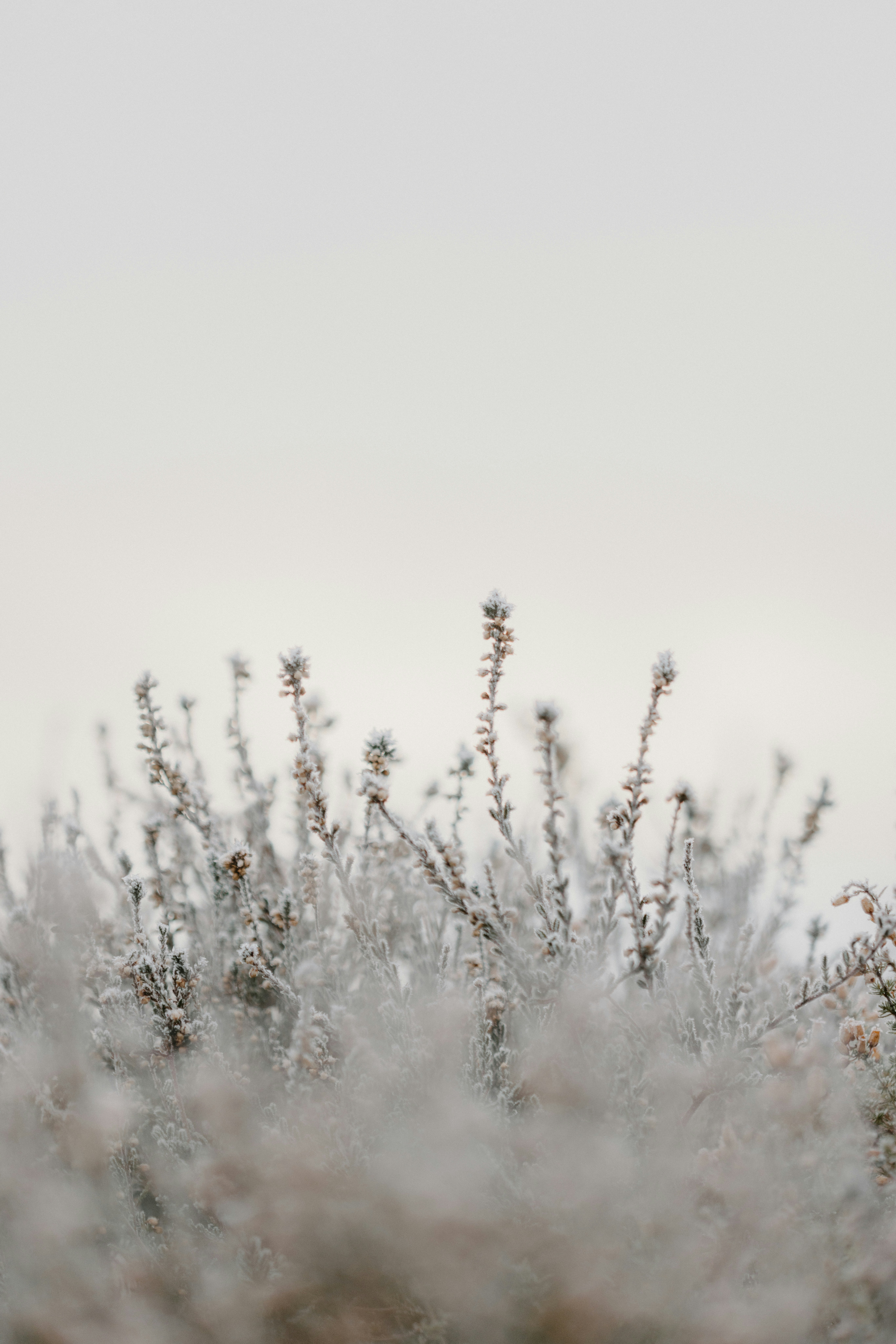 Photo by anniespratt