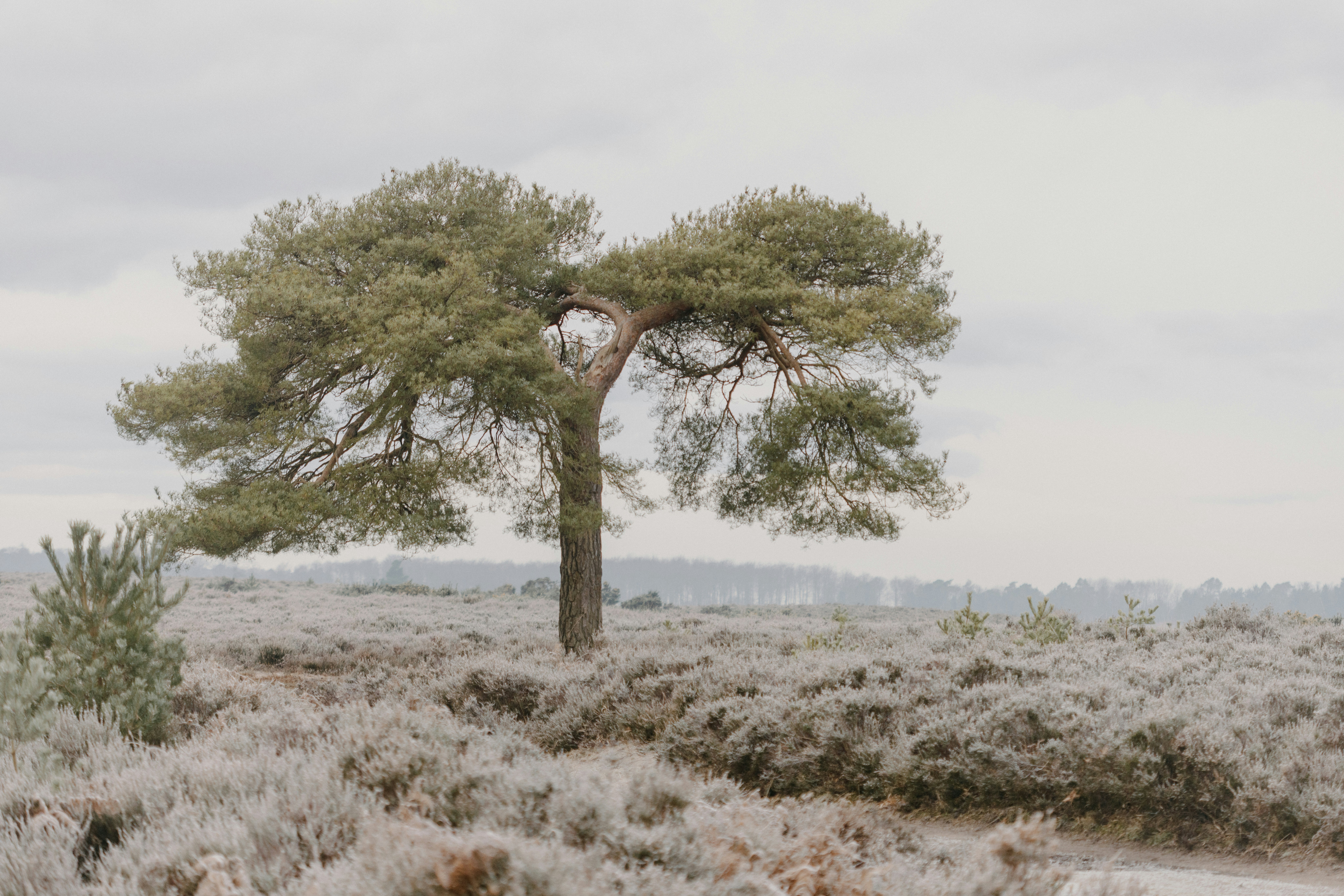 Photo by anniespratt