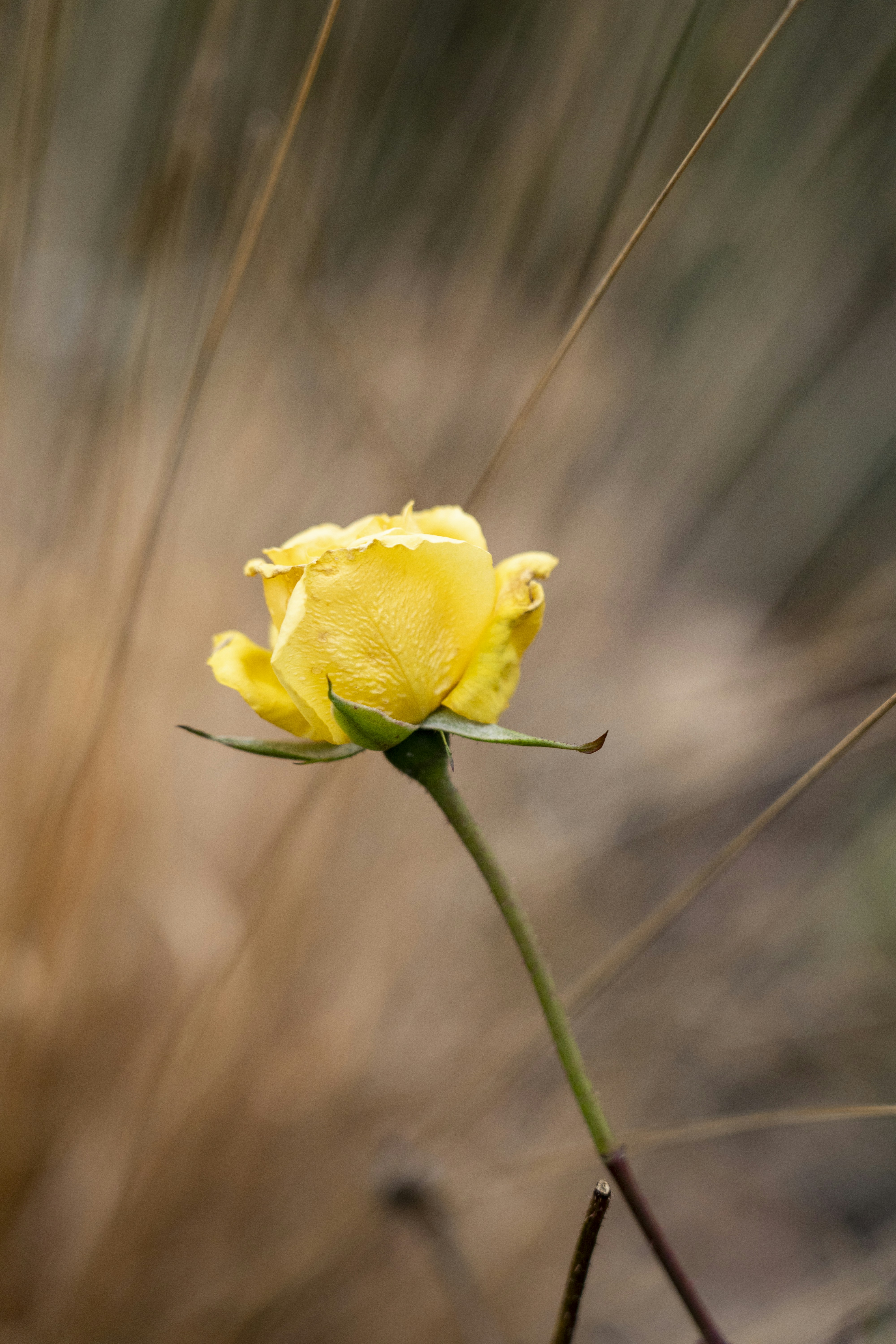 Photo by borisizmaylov