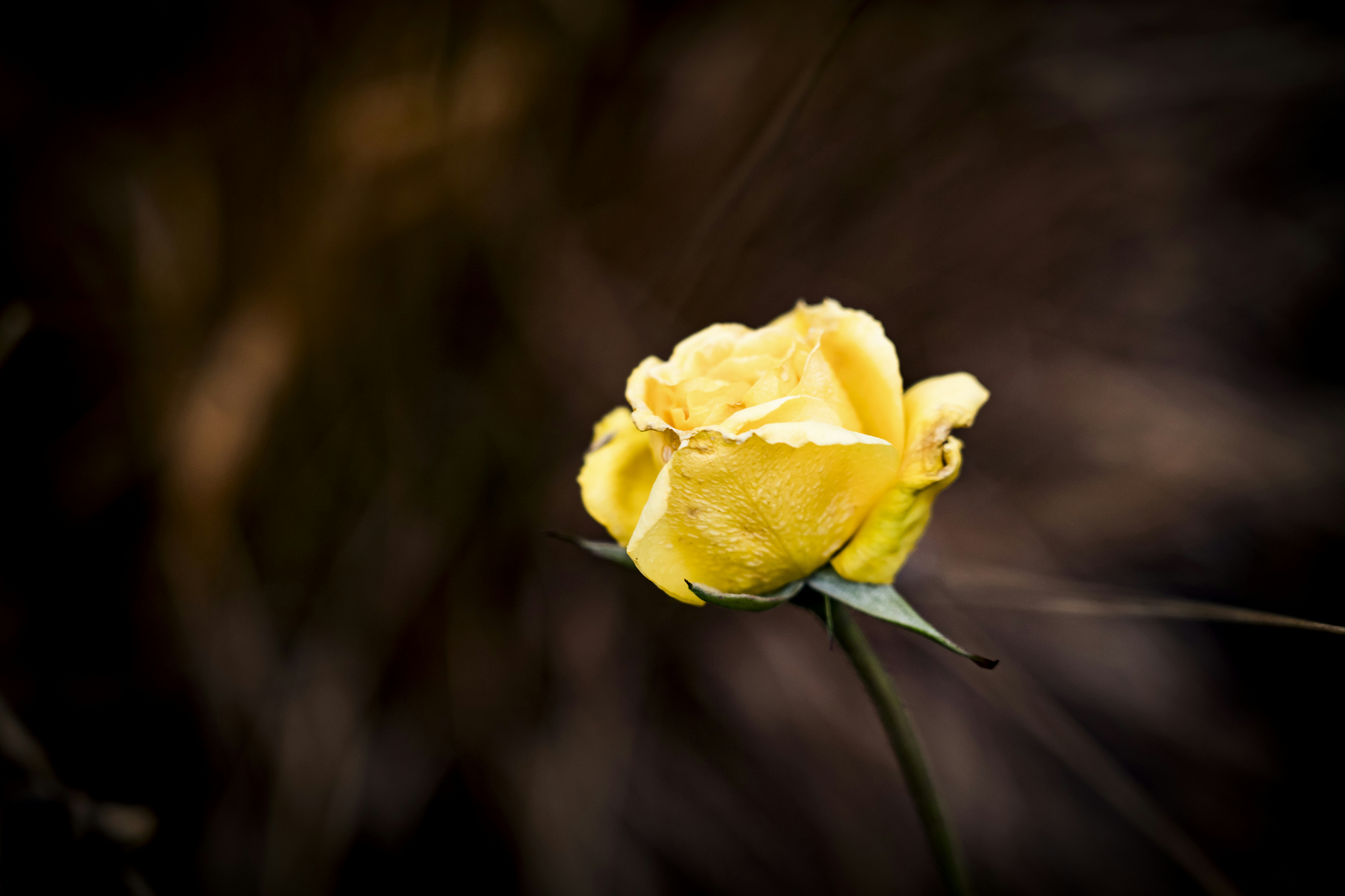 Photo by borisizmaylov