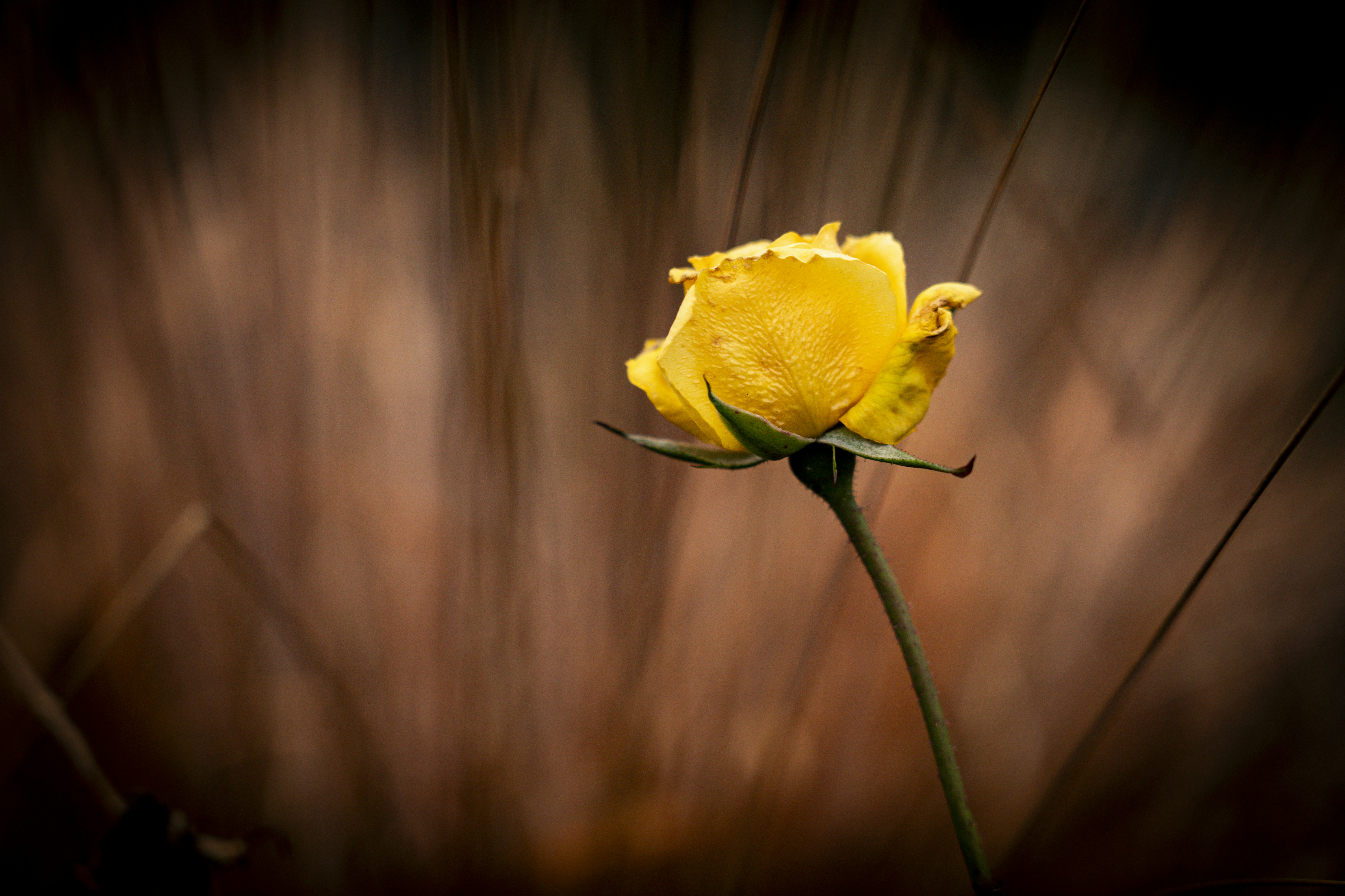 Photo by borisizmaylov