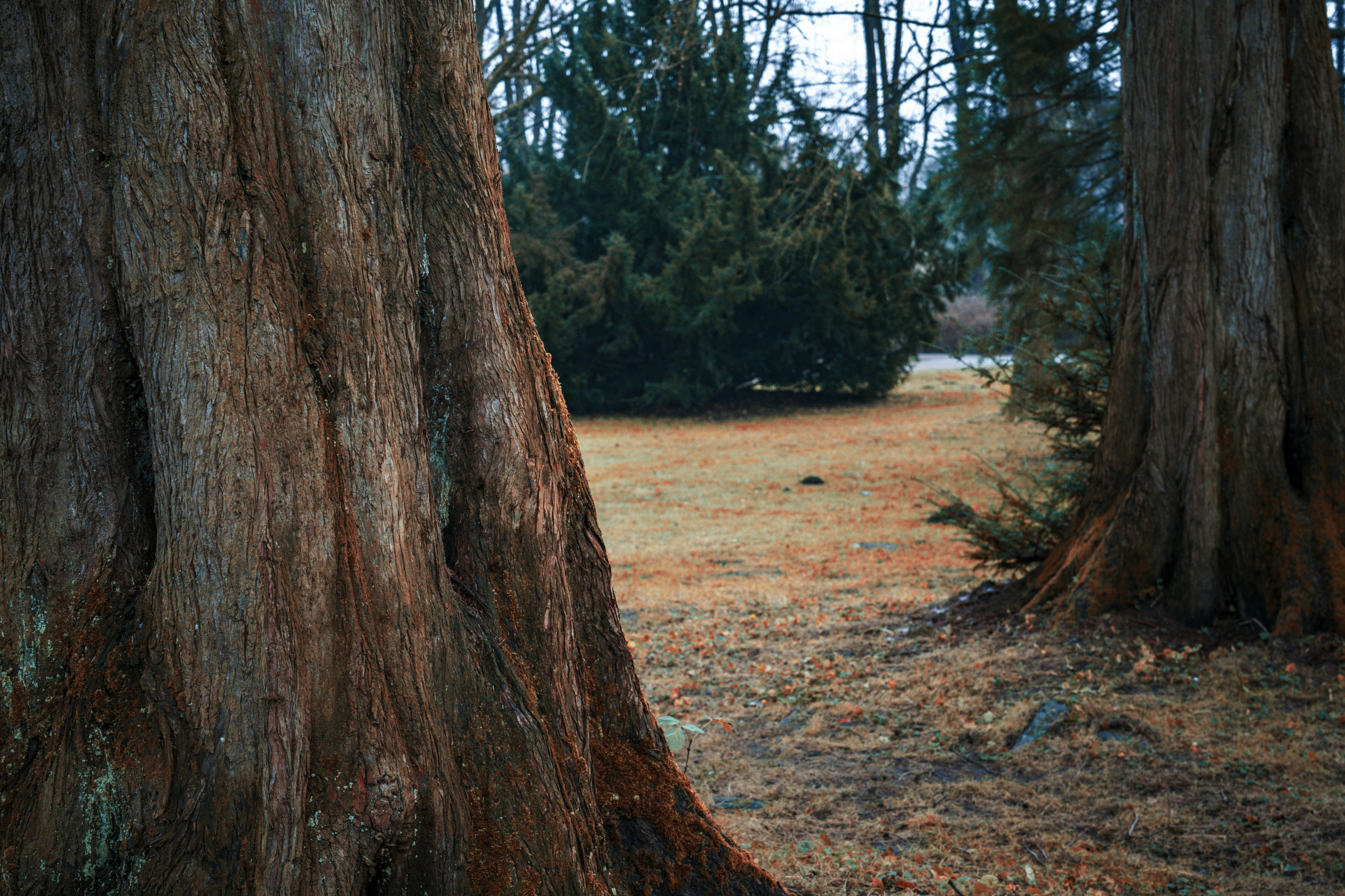 Photo by borisizmaylov