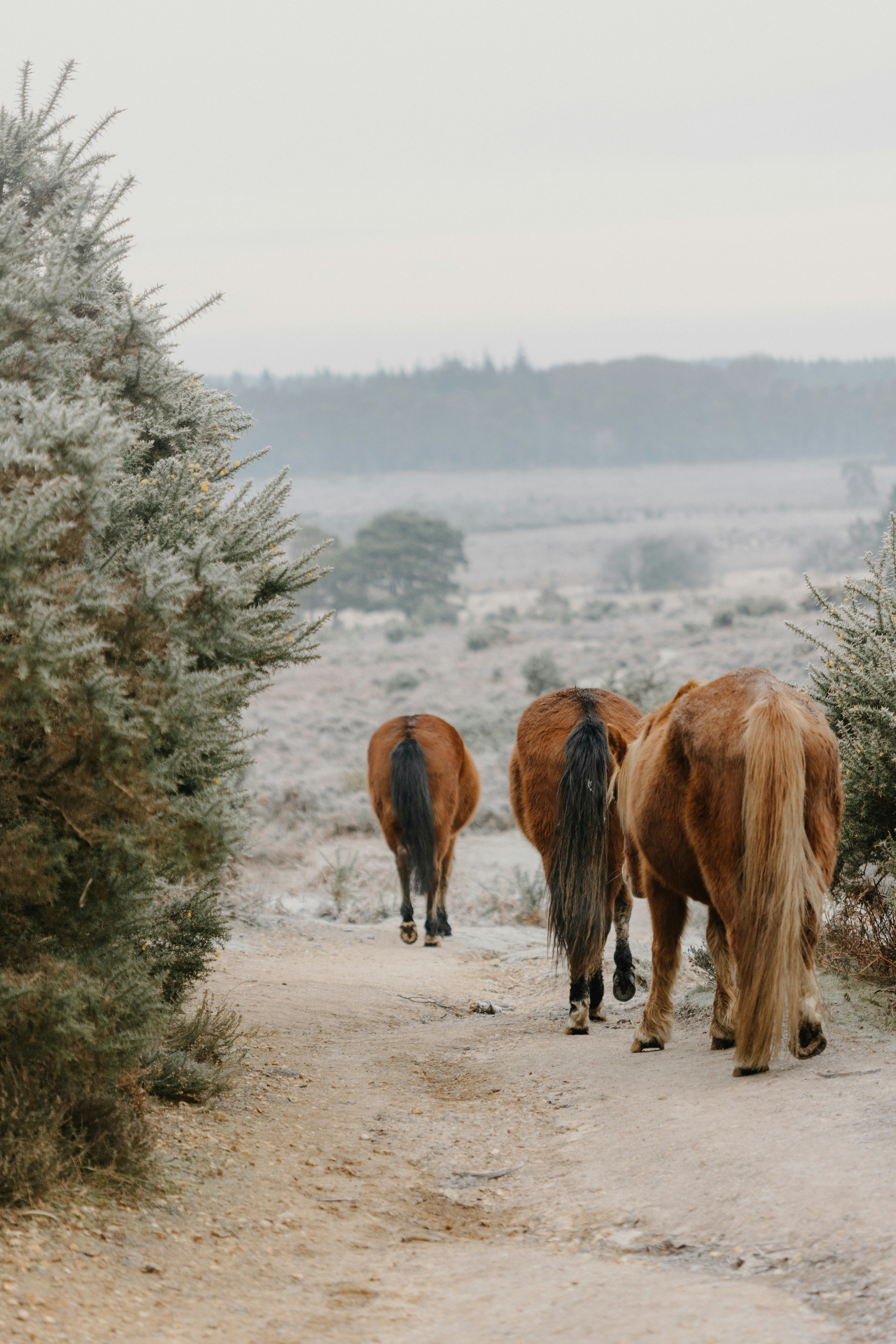 A group of horses walking down a dirt road