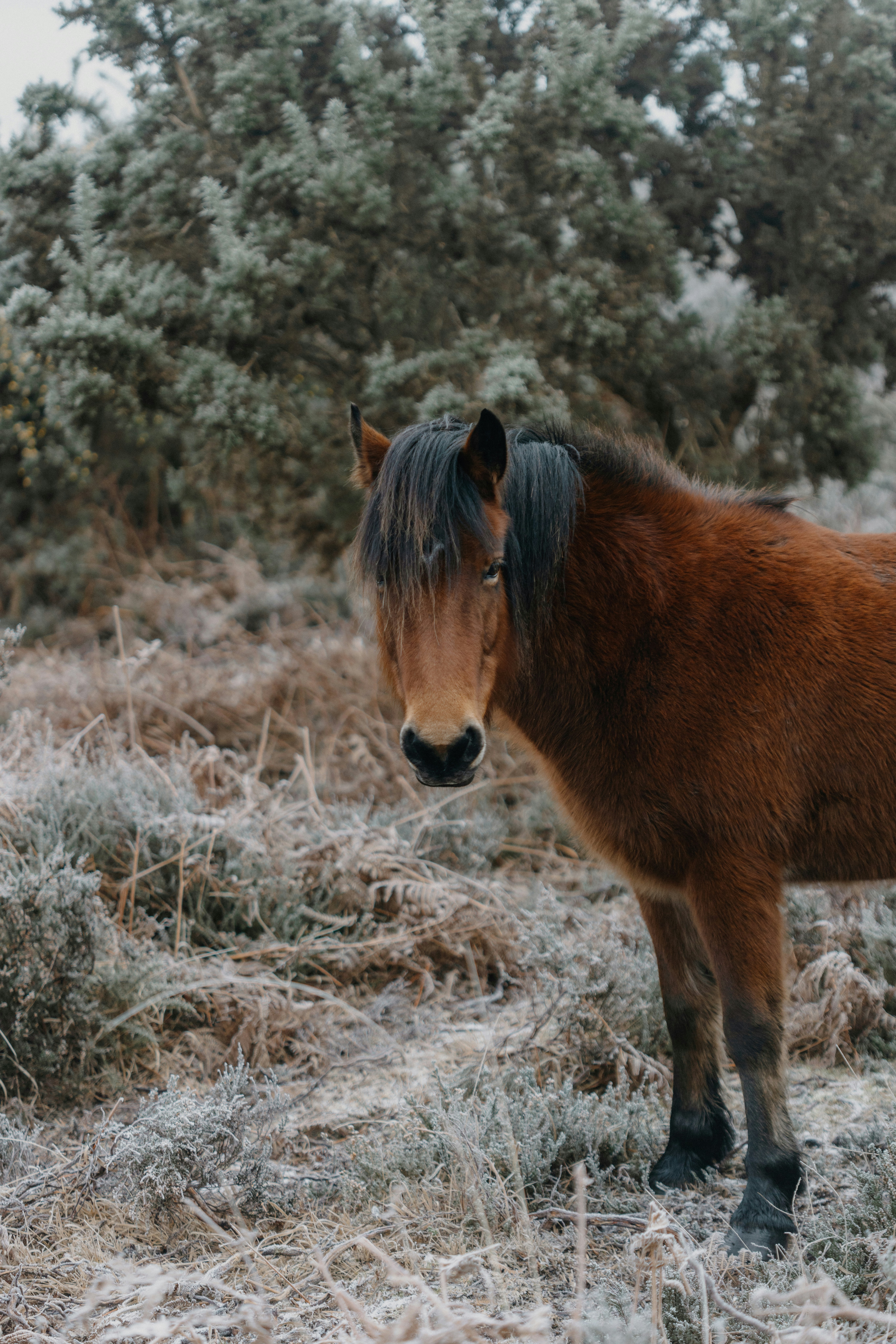 house on the hill L/S Tee (Brown Horse) Bodysuit (Brown Horse