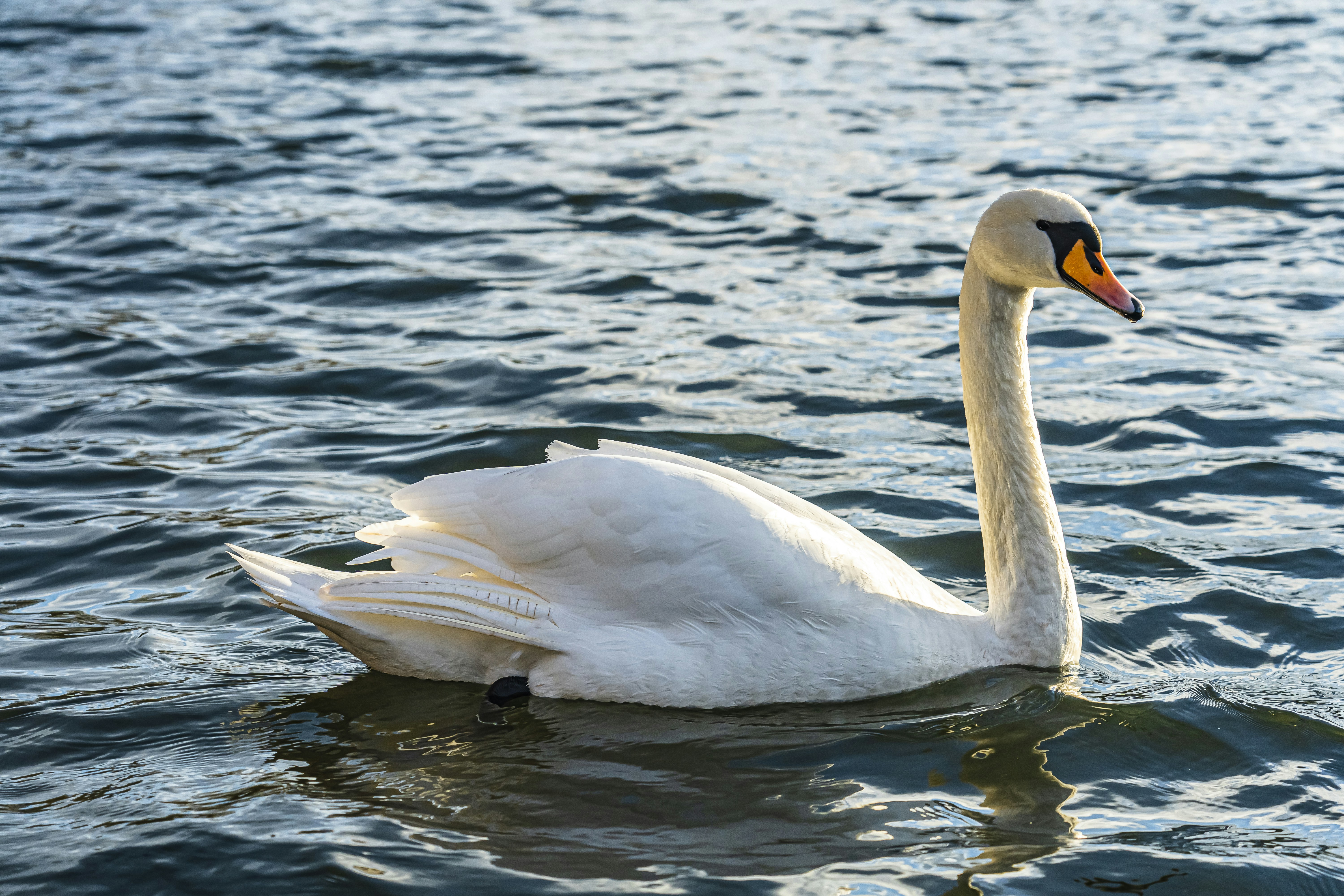 Photo by borisizmaylov