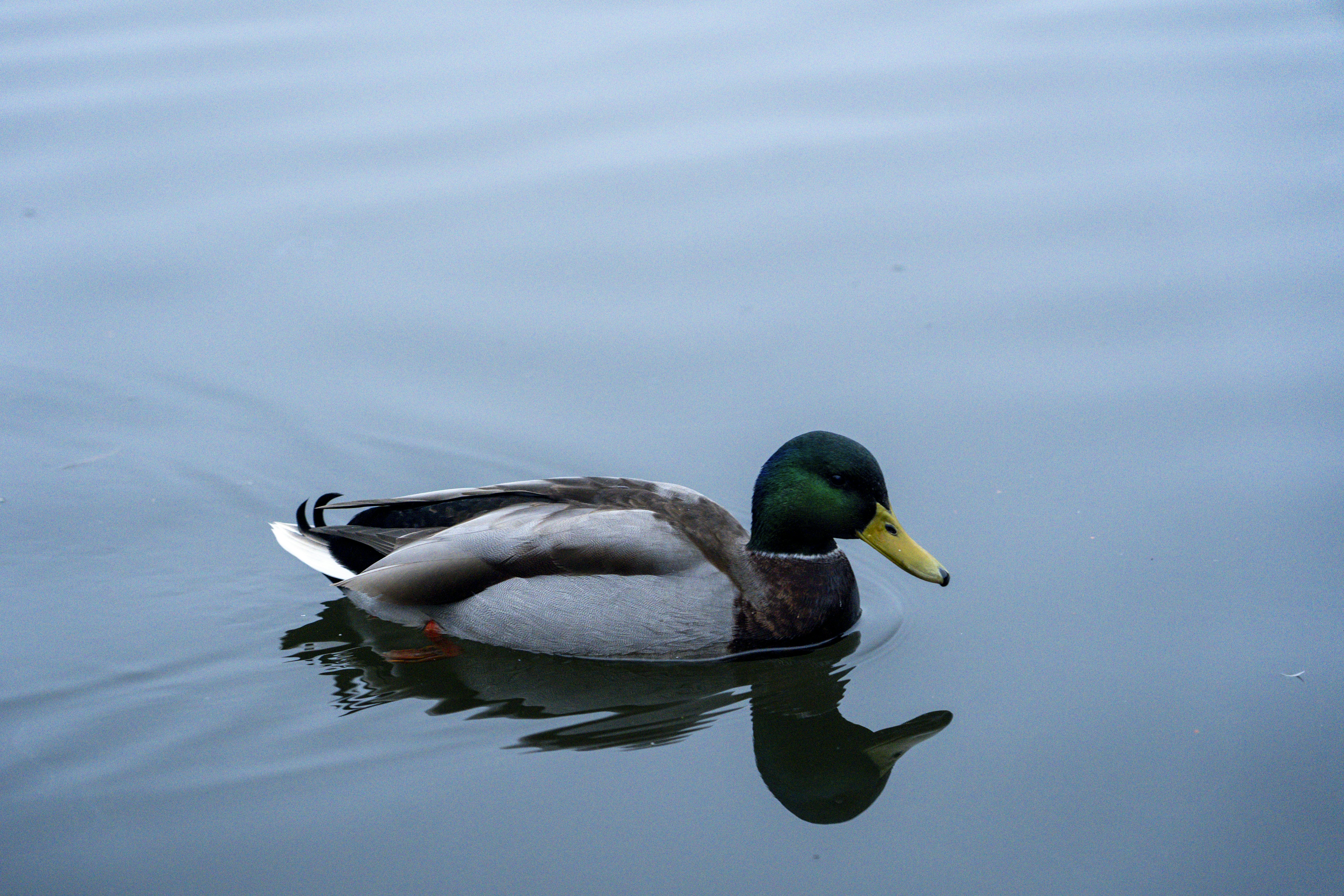 Photo by borisizmaylov