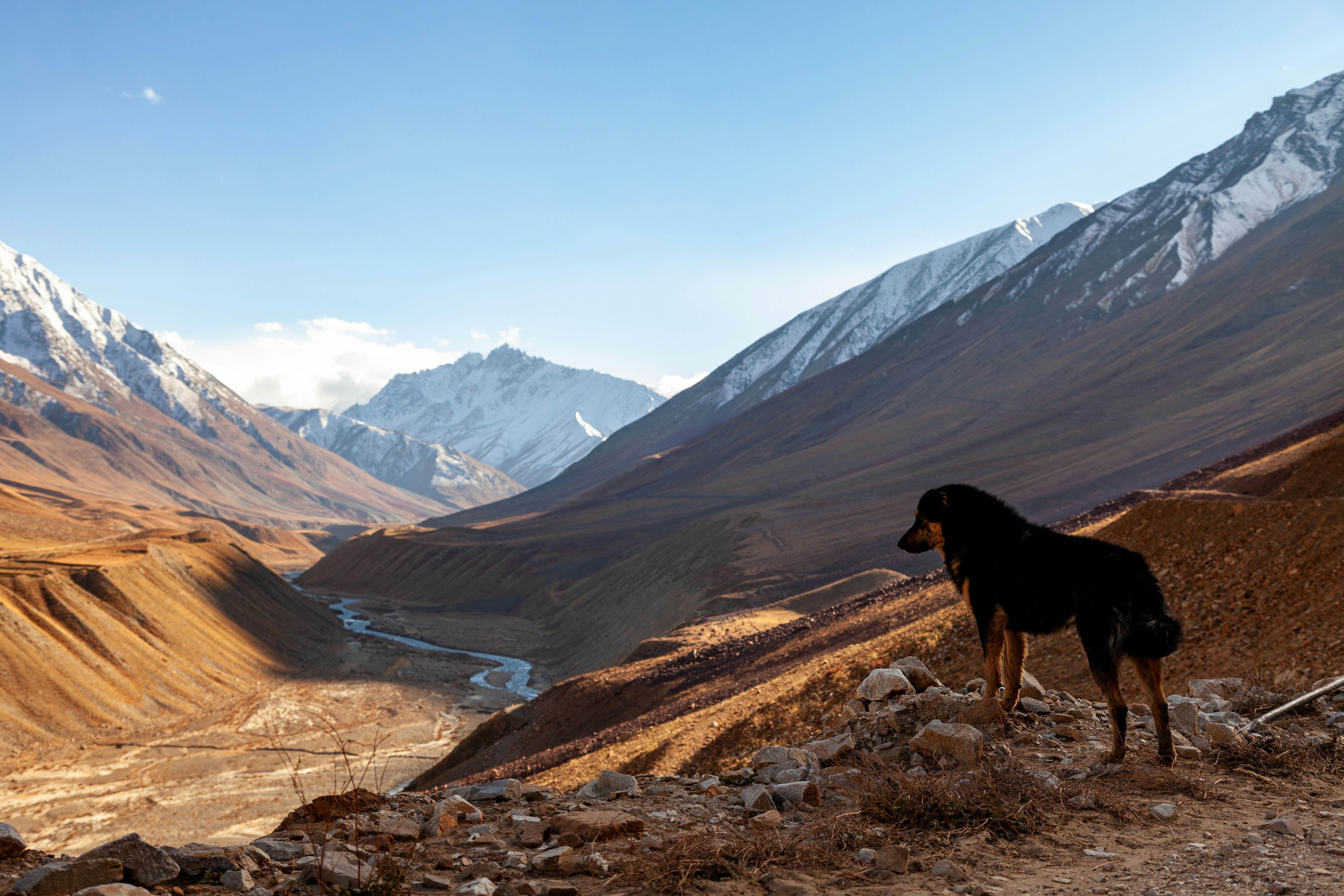 A horse is standing on a hill overlooking a valley