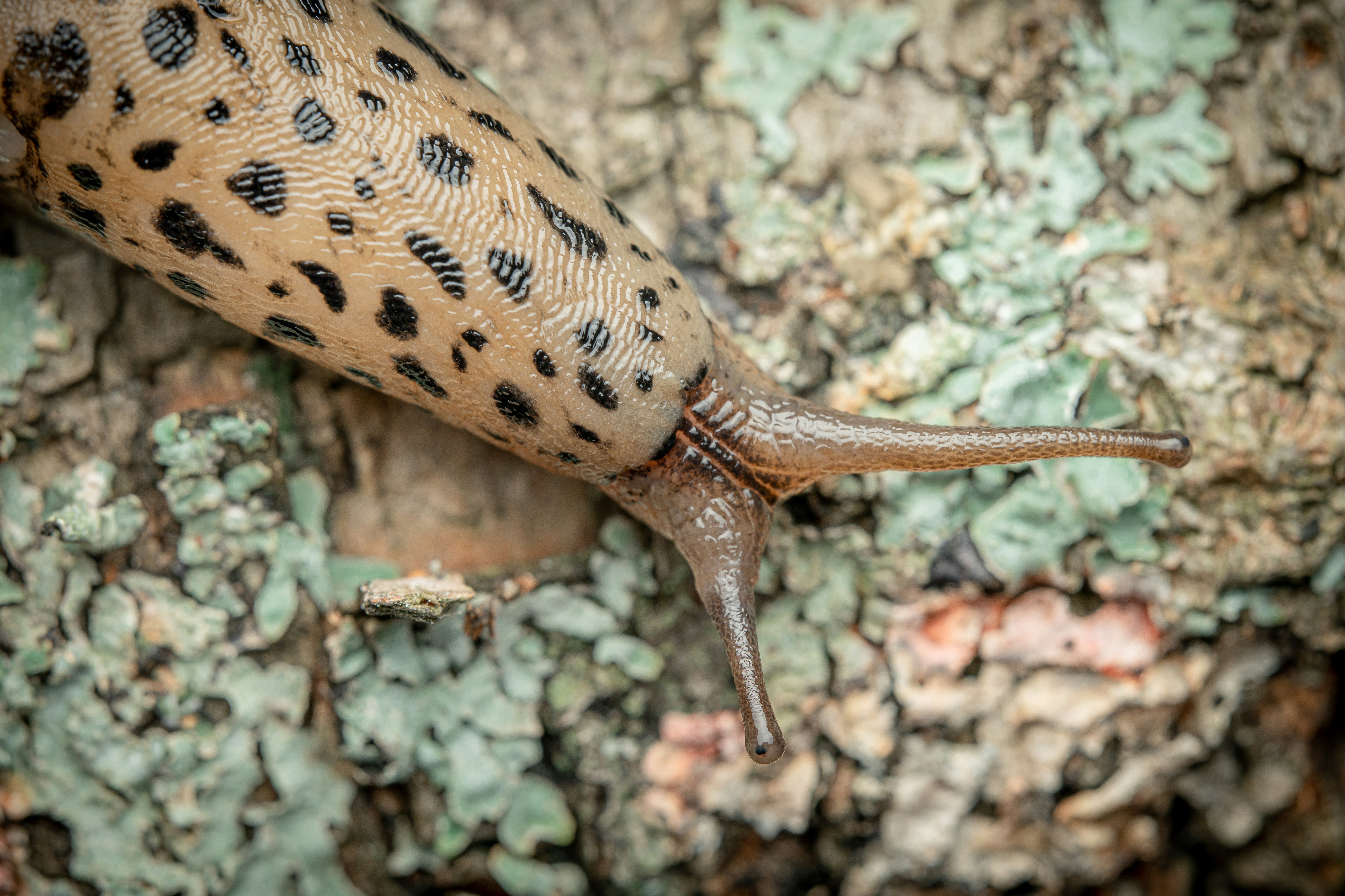 Photo by bugsandslugs