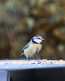 A small bird sitting on top of a bird feeder