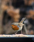 A small bird standing on top of a bird feeder